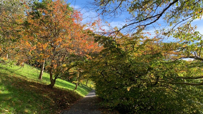 Gravel path leads past a steep grassy bank and underneath trees full of orange and red leaves.