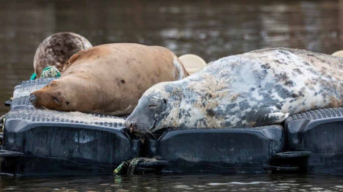 Three grey seals resting on a floating pontoon in the river.