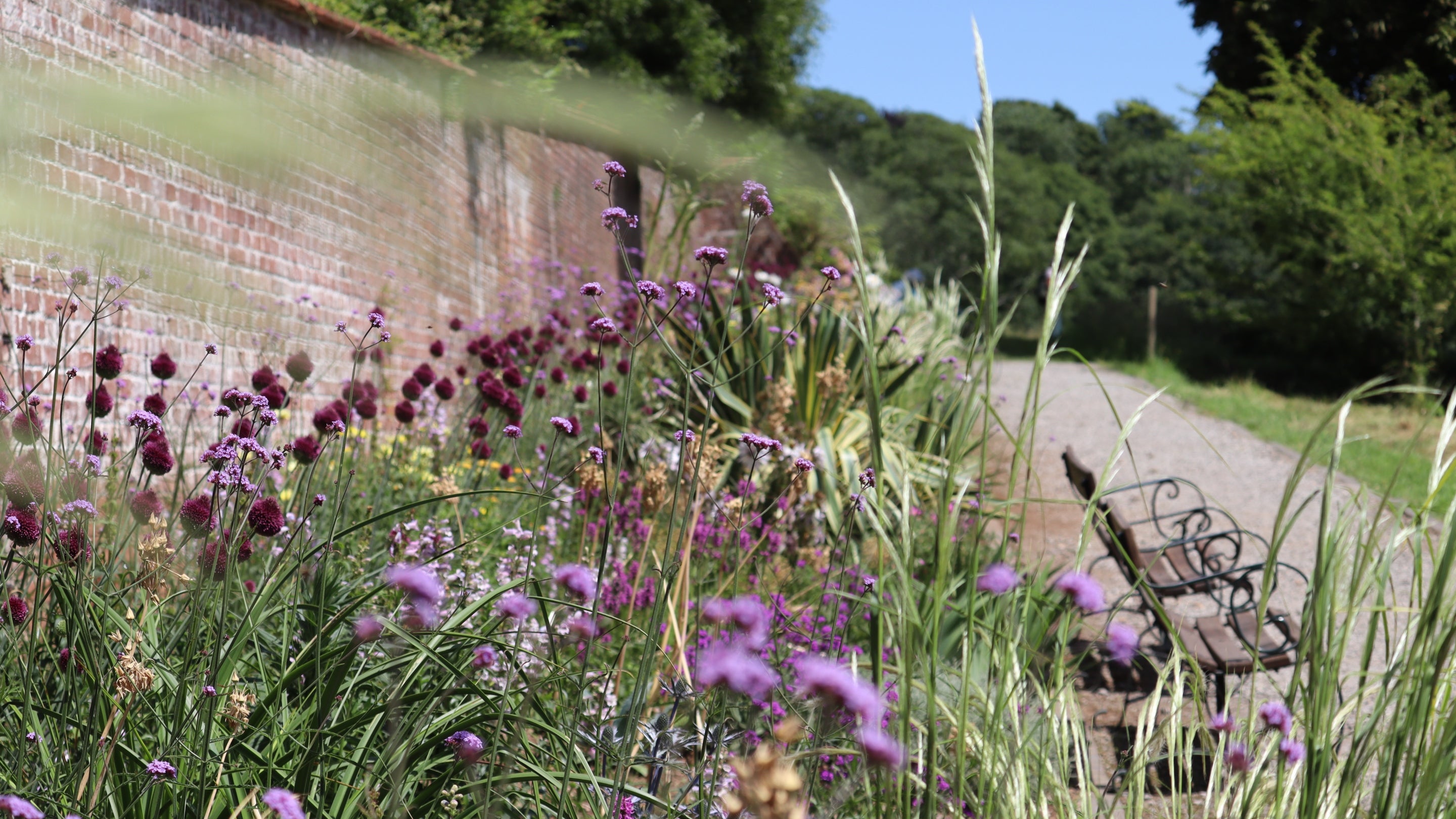 Purple flowers blooming in a walled border at Greenway, Devon