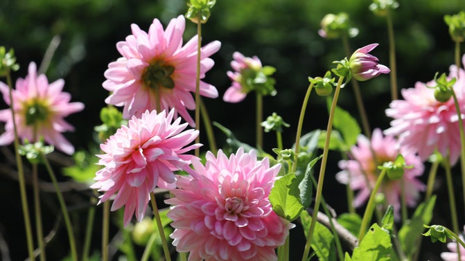 Pink dahlia flowers growing at Greenway, Devon