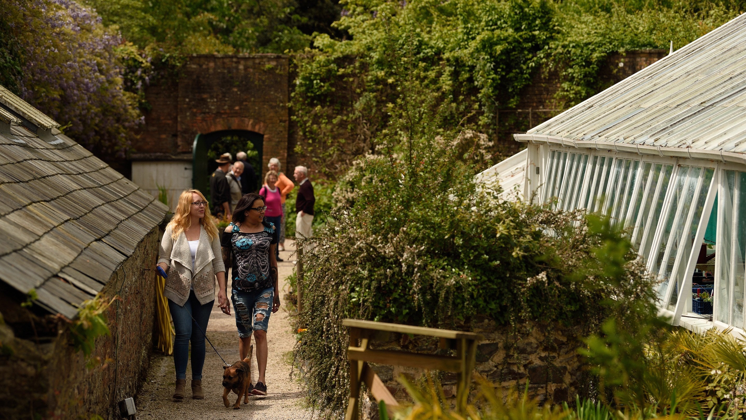 Visitors walking besides a glasshouse within a walled garden area at Greenway, Devon