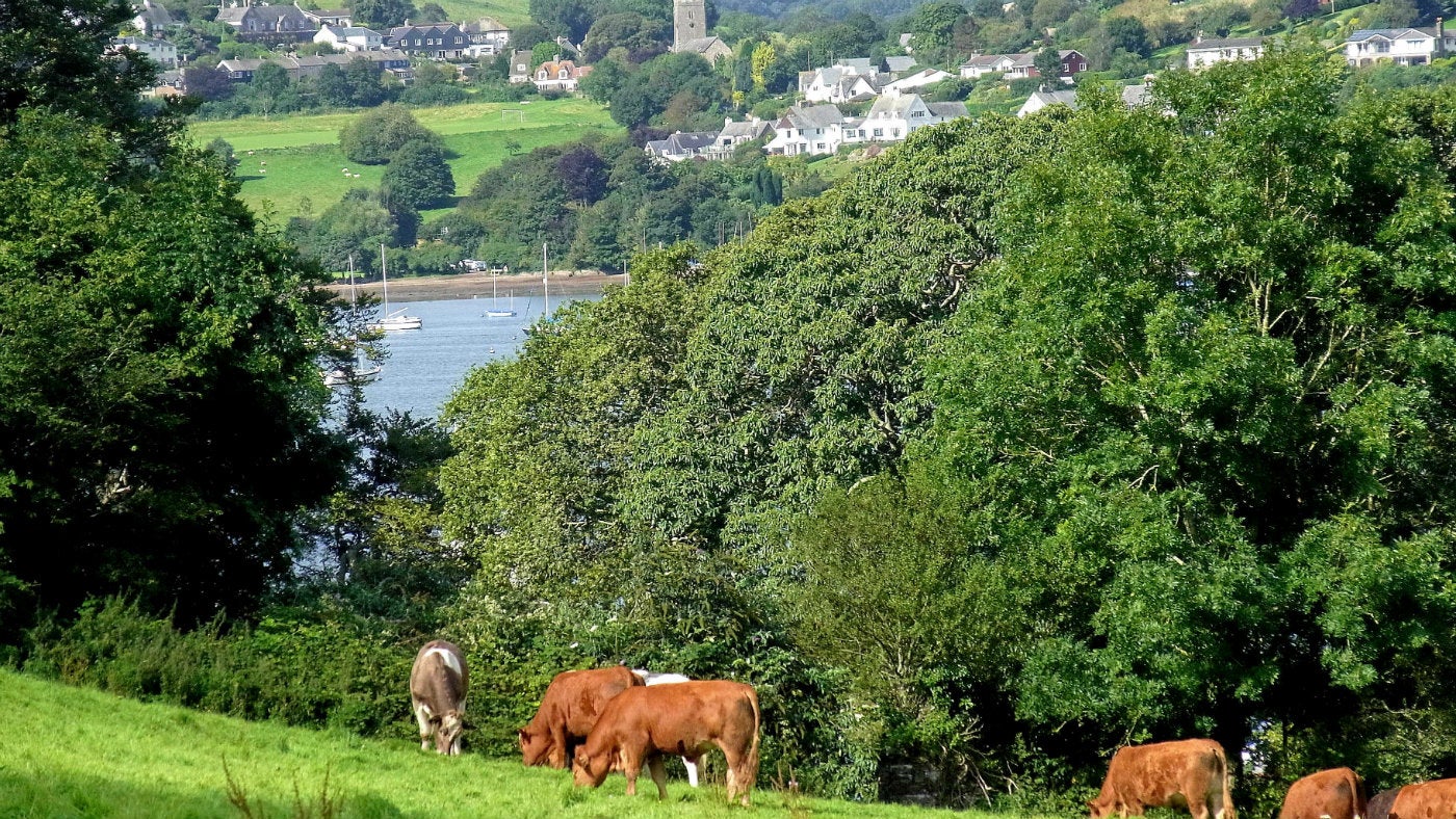 A view of cows grazing on a hill with the River Dart and the village of Dittisham in the background