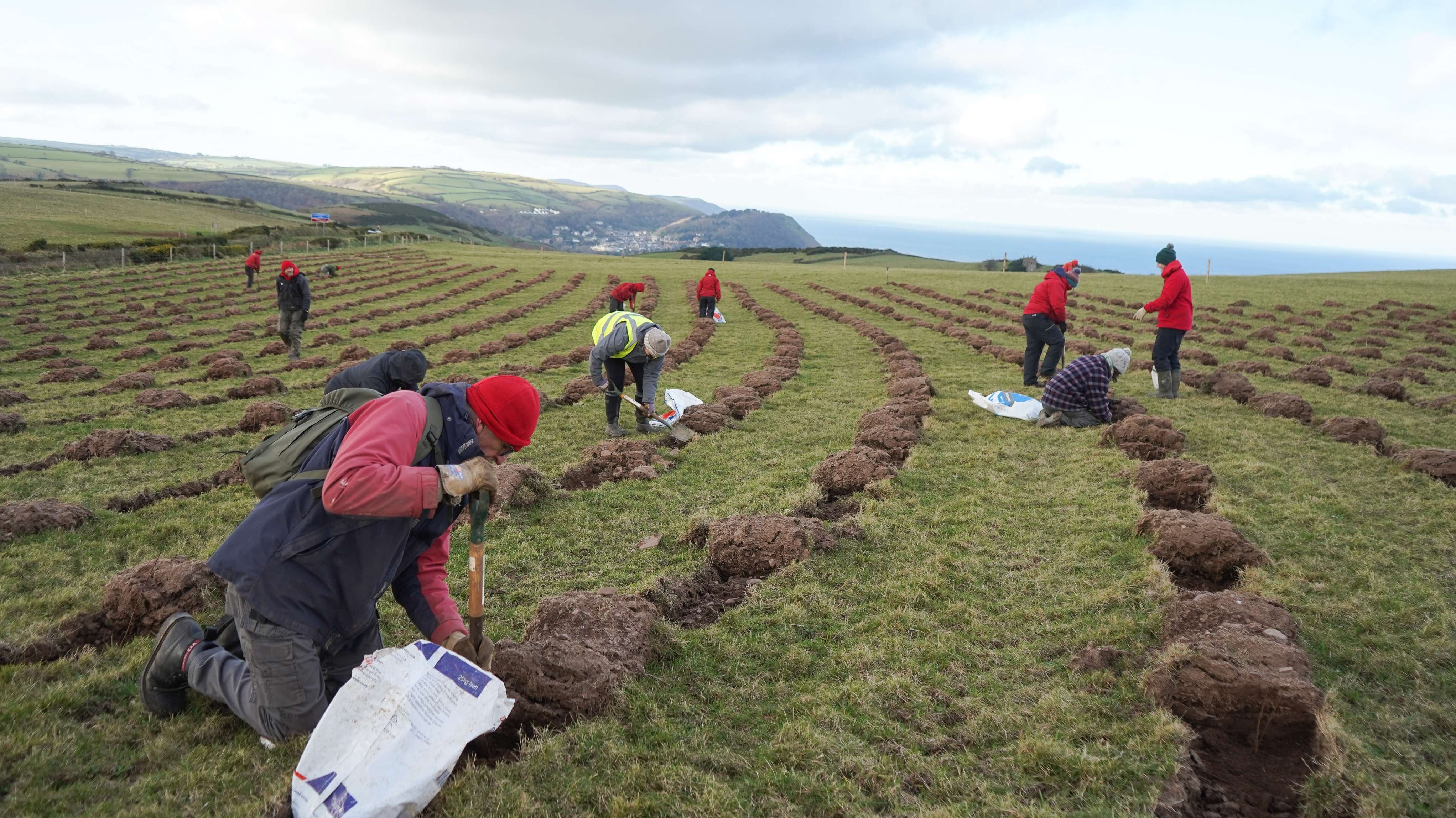 people planting trees with views of the coast behind