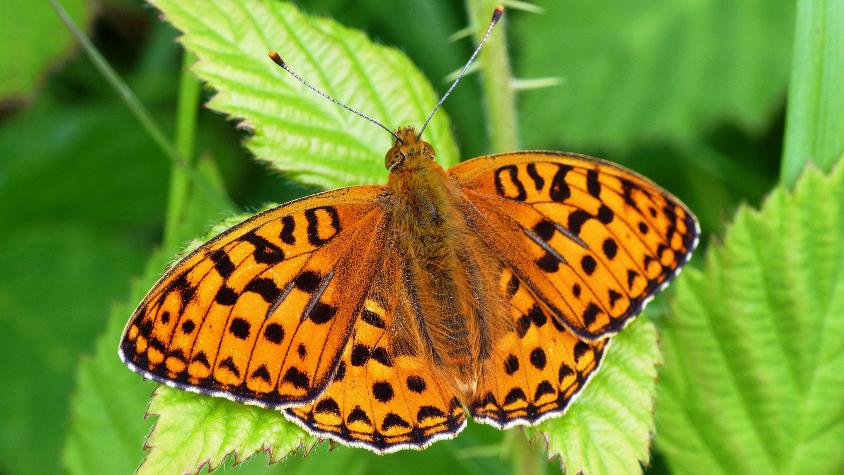 A brown butterfly with black spotted wings resting on a leaf