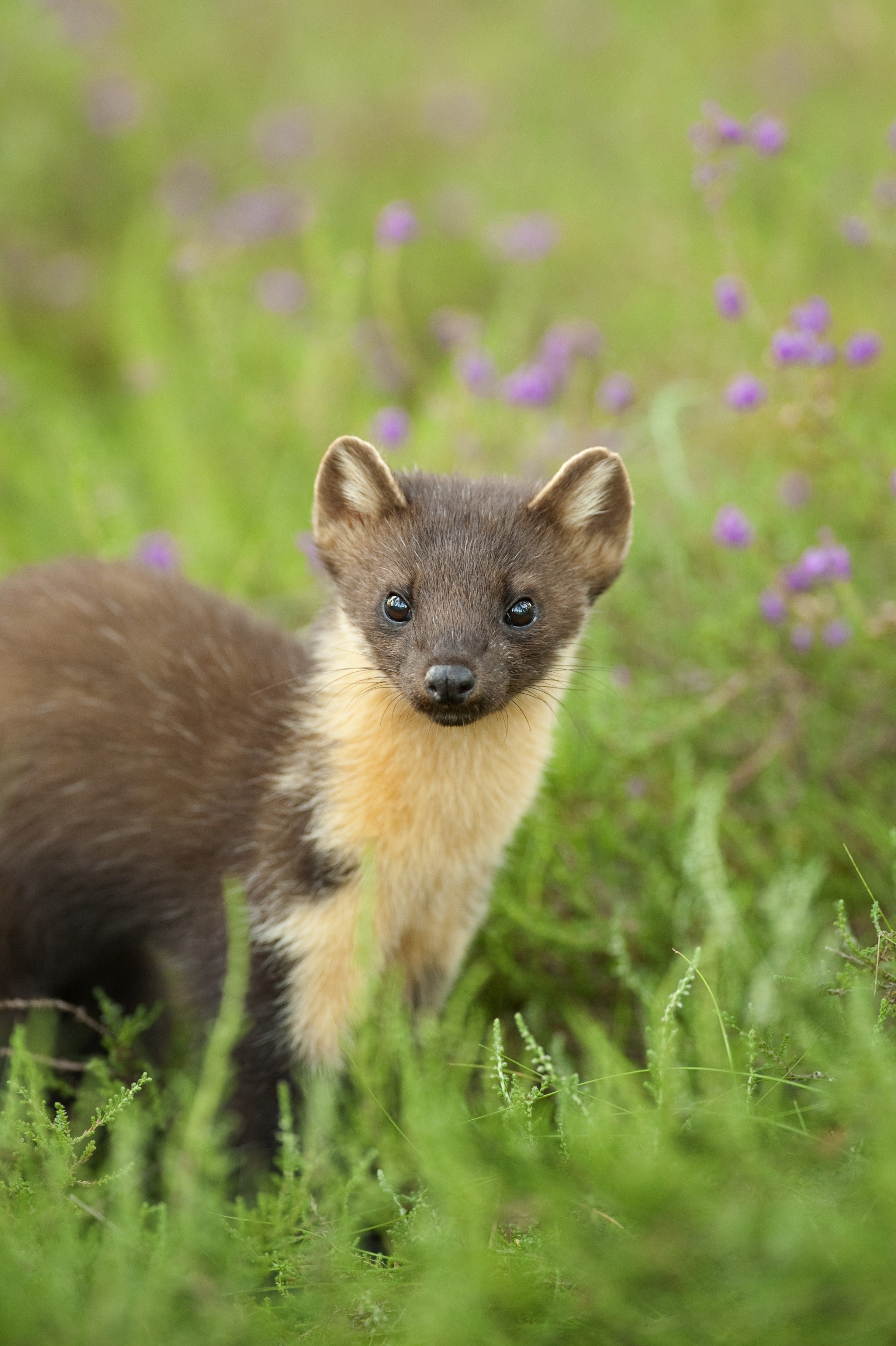 Photo of pine marten in some green and purple foliage taken by Terry Whittaker