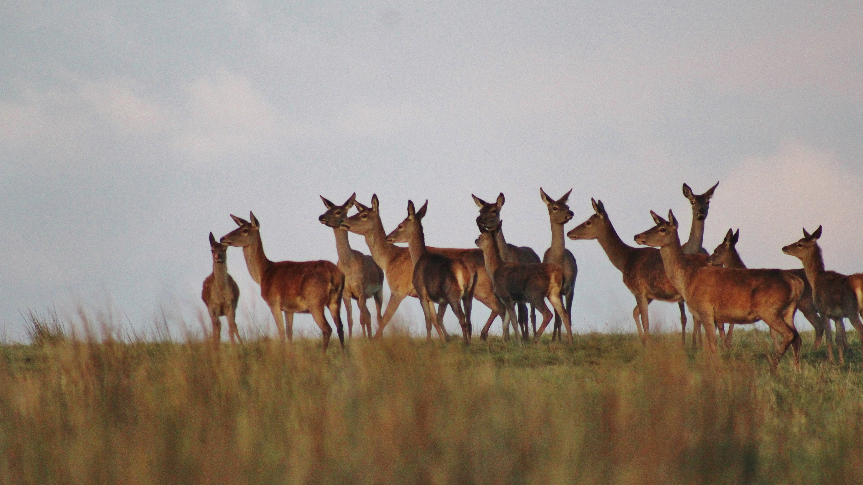 A herd of red deer against the sky