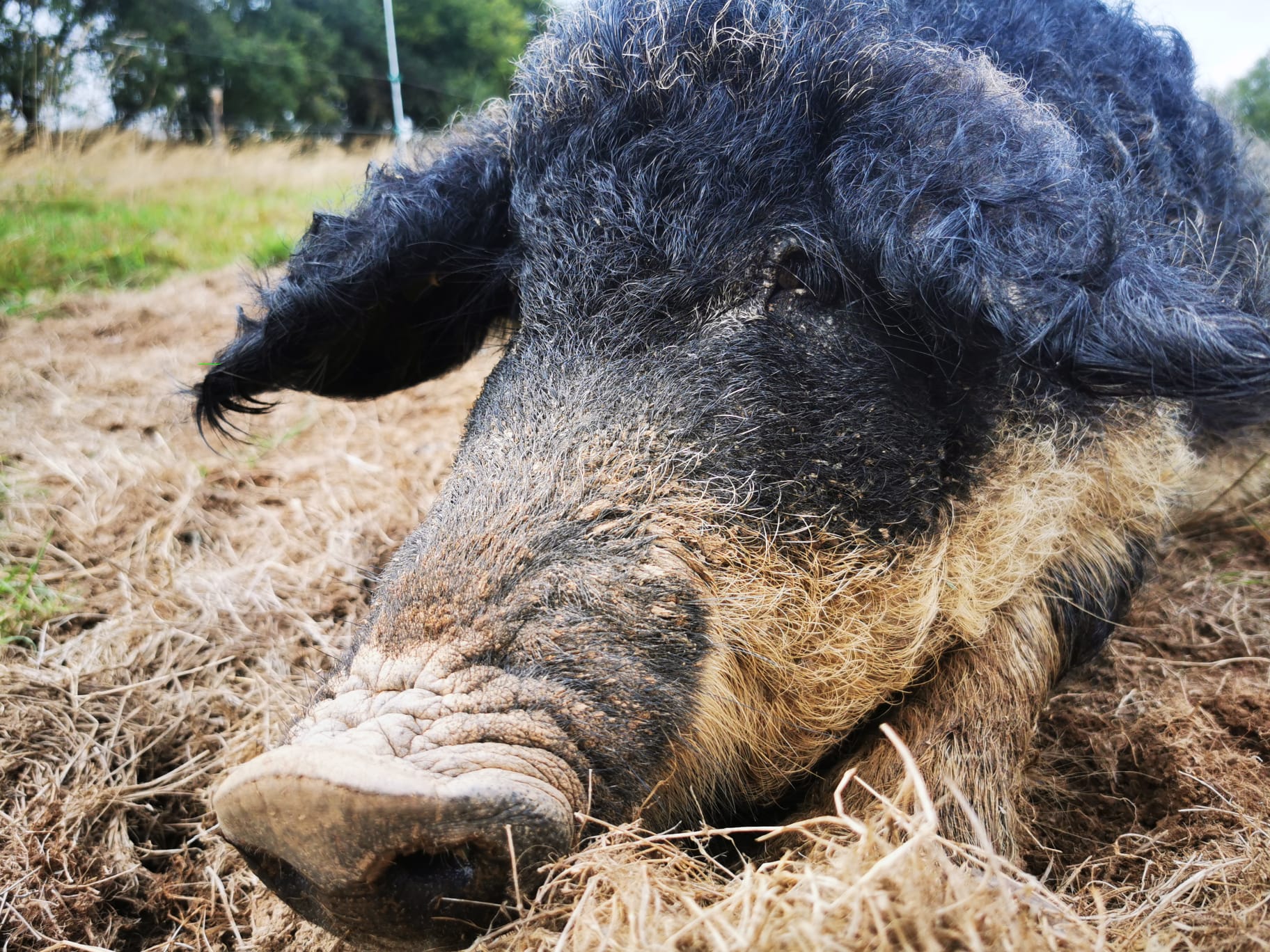 Mangalitsa Pig in the Heddon Valley