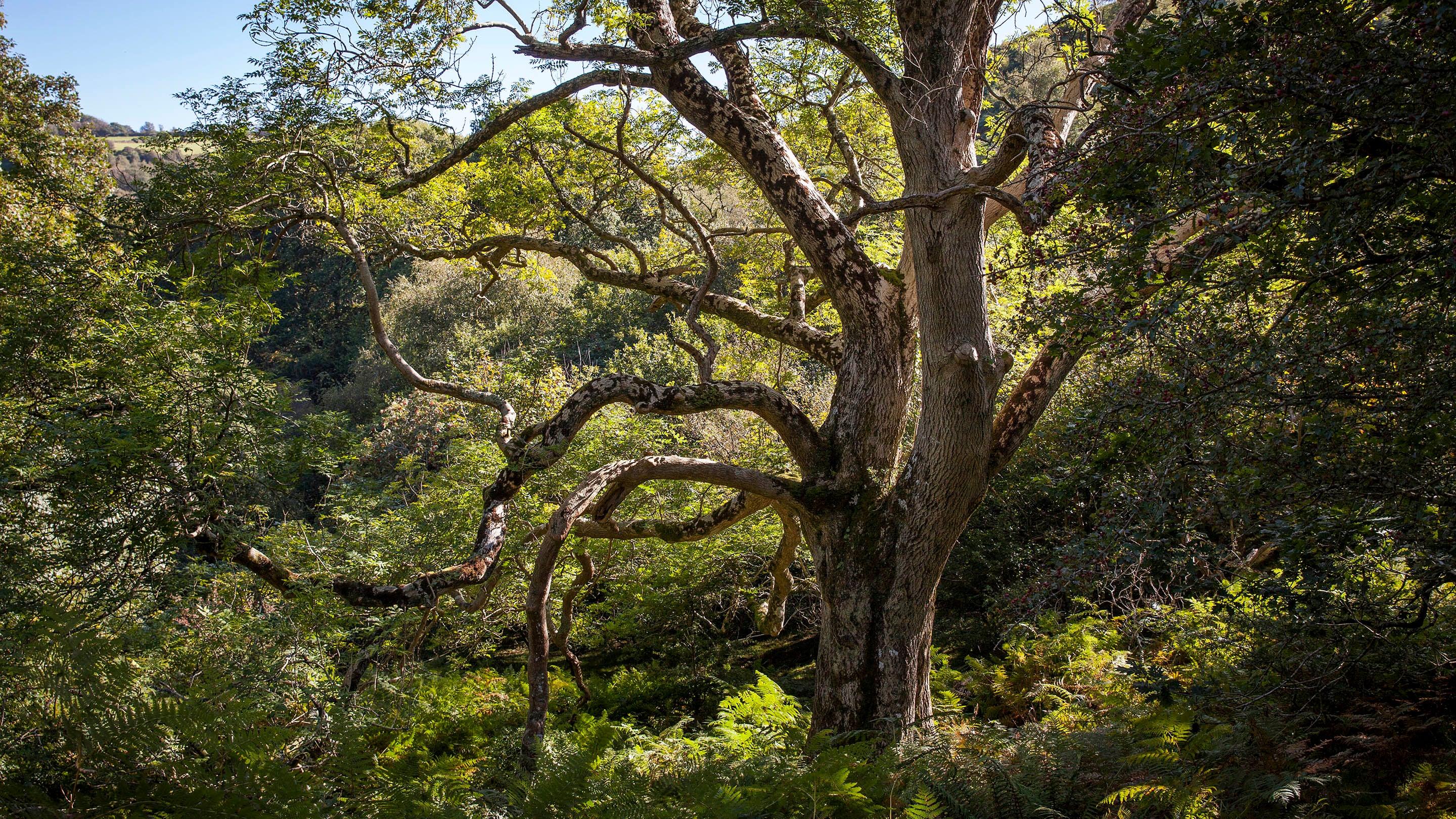 A large ash tree in woodland on the slopes of the Heddon Valley in Exmoor
