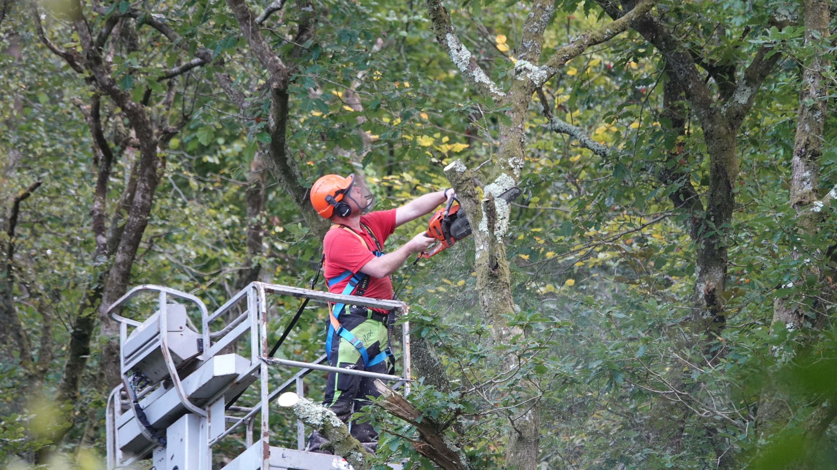 Rangers complete tree work in the Heddon Valley
