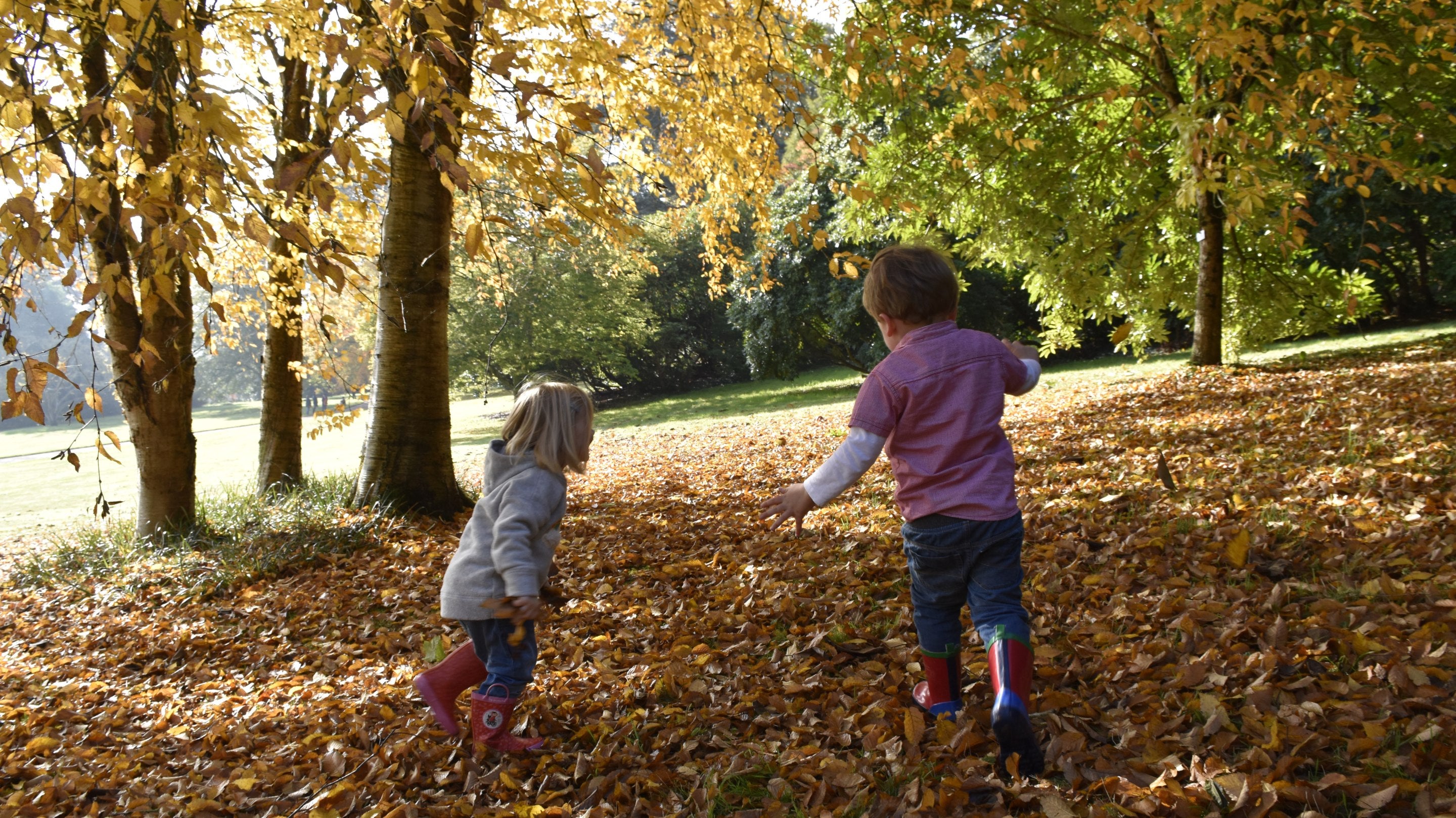 Children playing in the Autumn leaves, Killerton garden, Devon