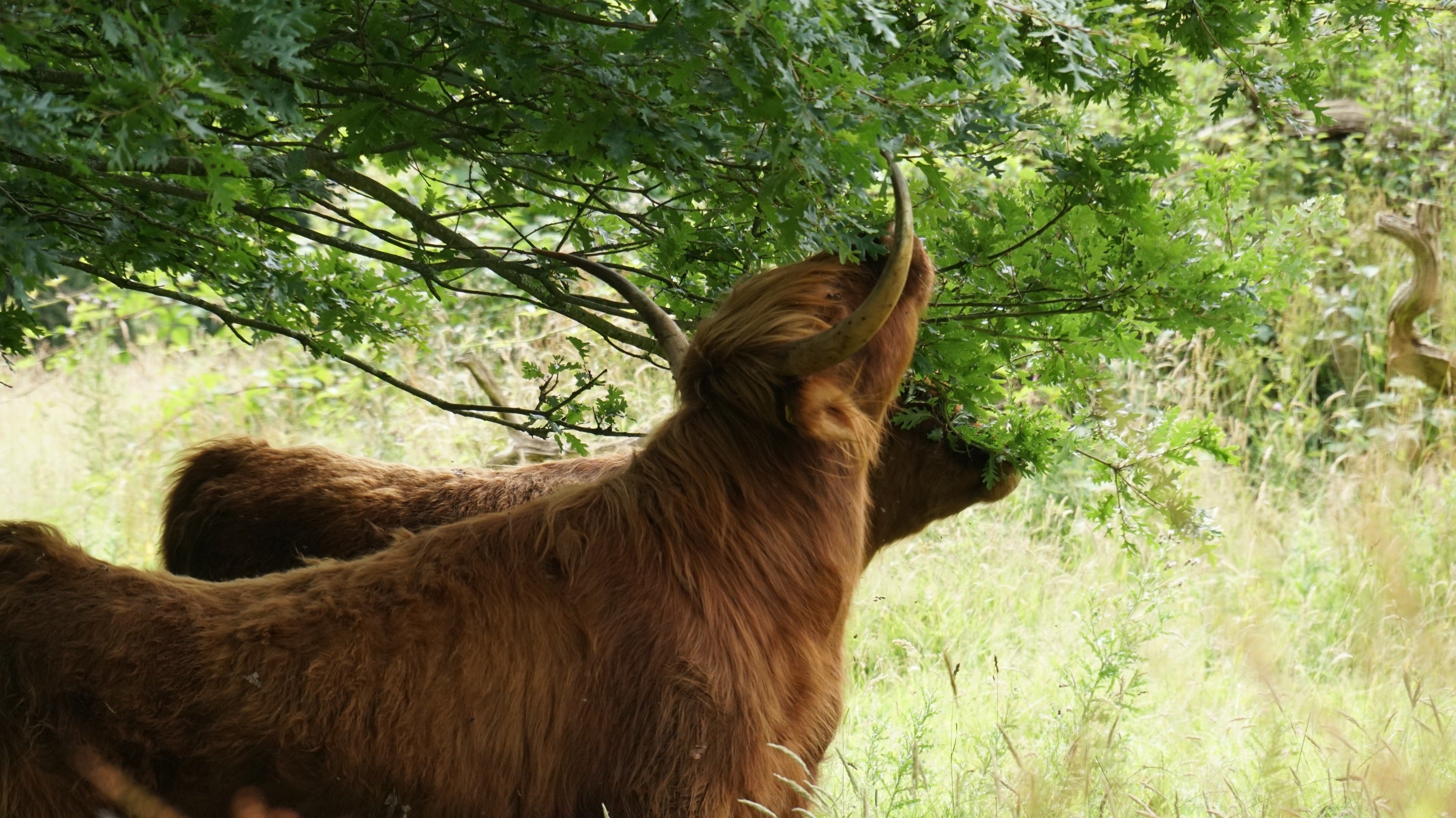 Highland cattle contribute to conservation grazing by eating leaves from tree branches at Killerton Estate, Devon