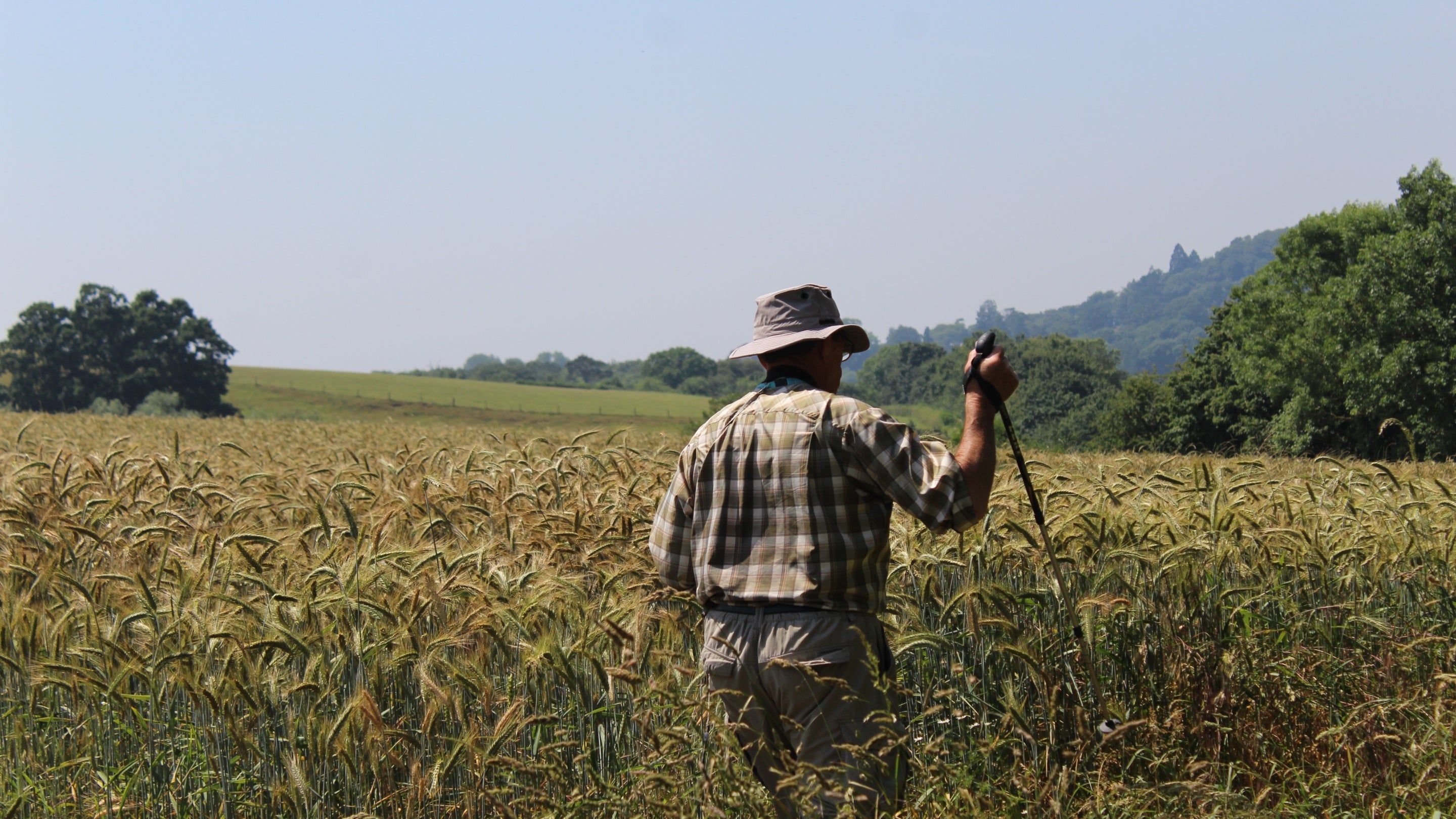 A man walking through long grass surveying butterflies