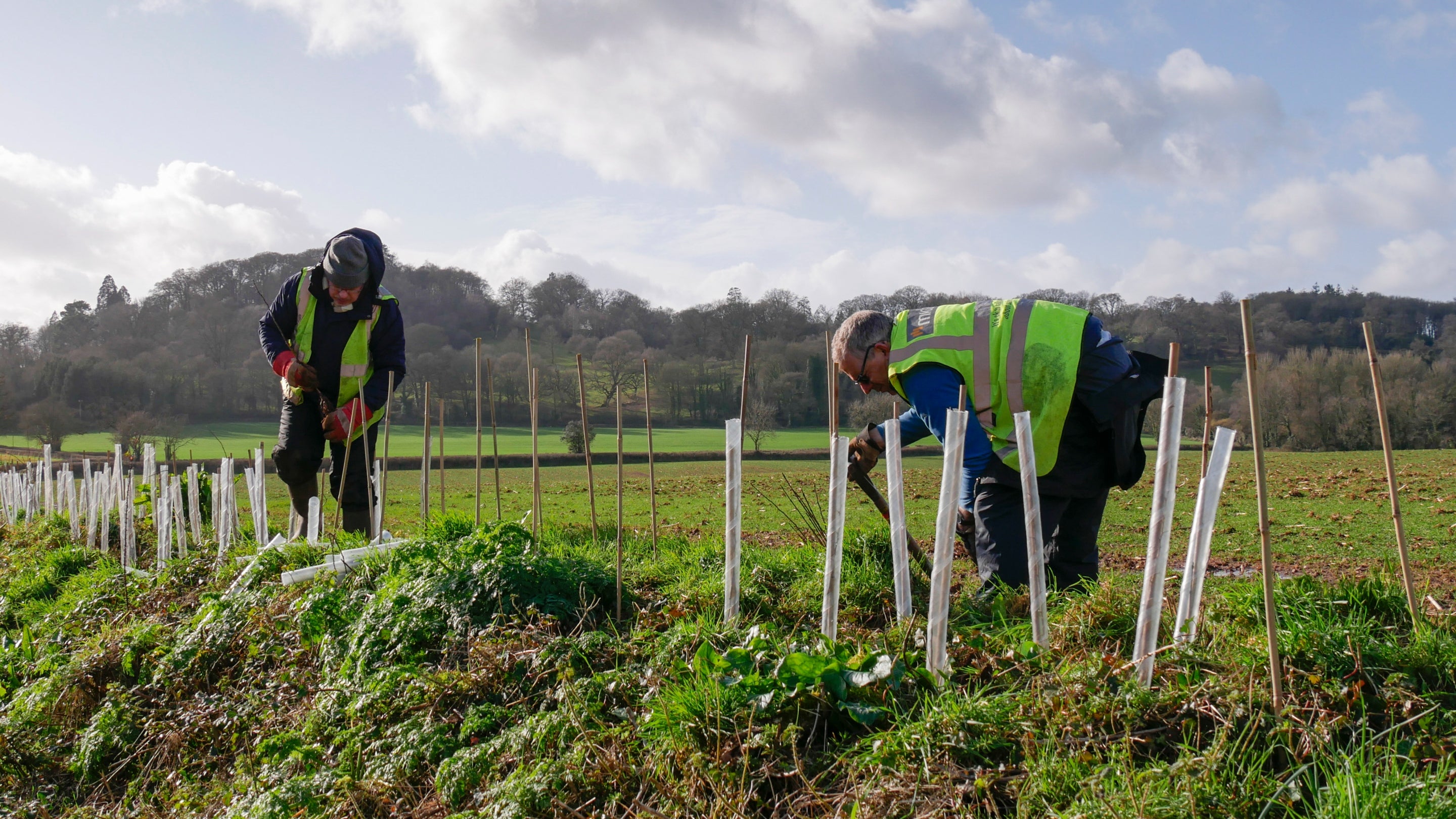 Two volunteers  in a field planting hedging with protective tubes on the saplings