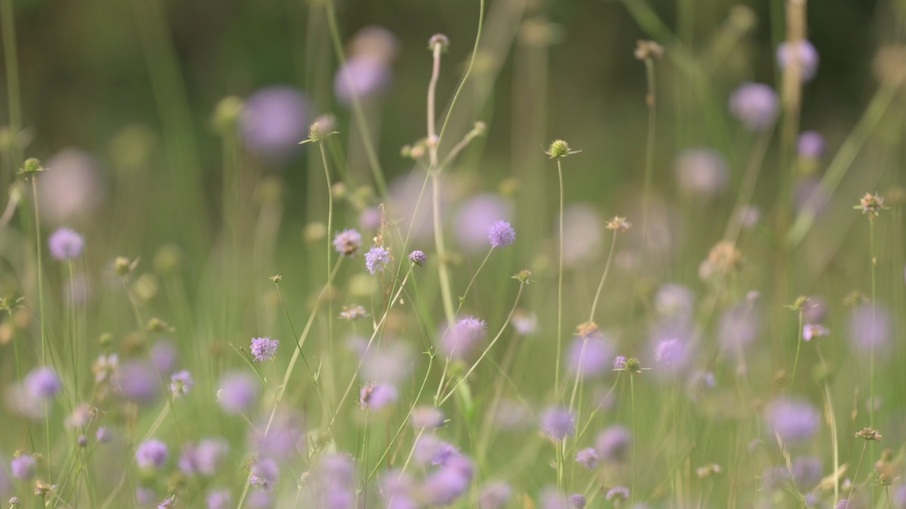 A hazy photo of lilac dainty flowers in a meadow