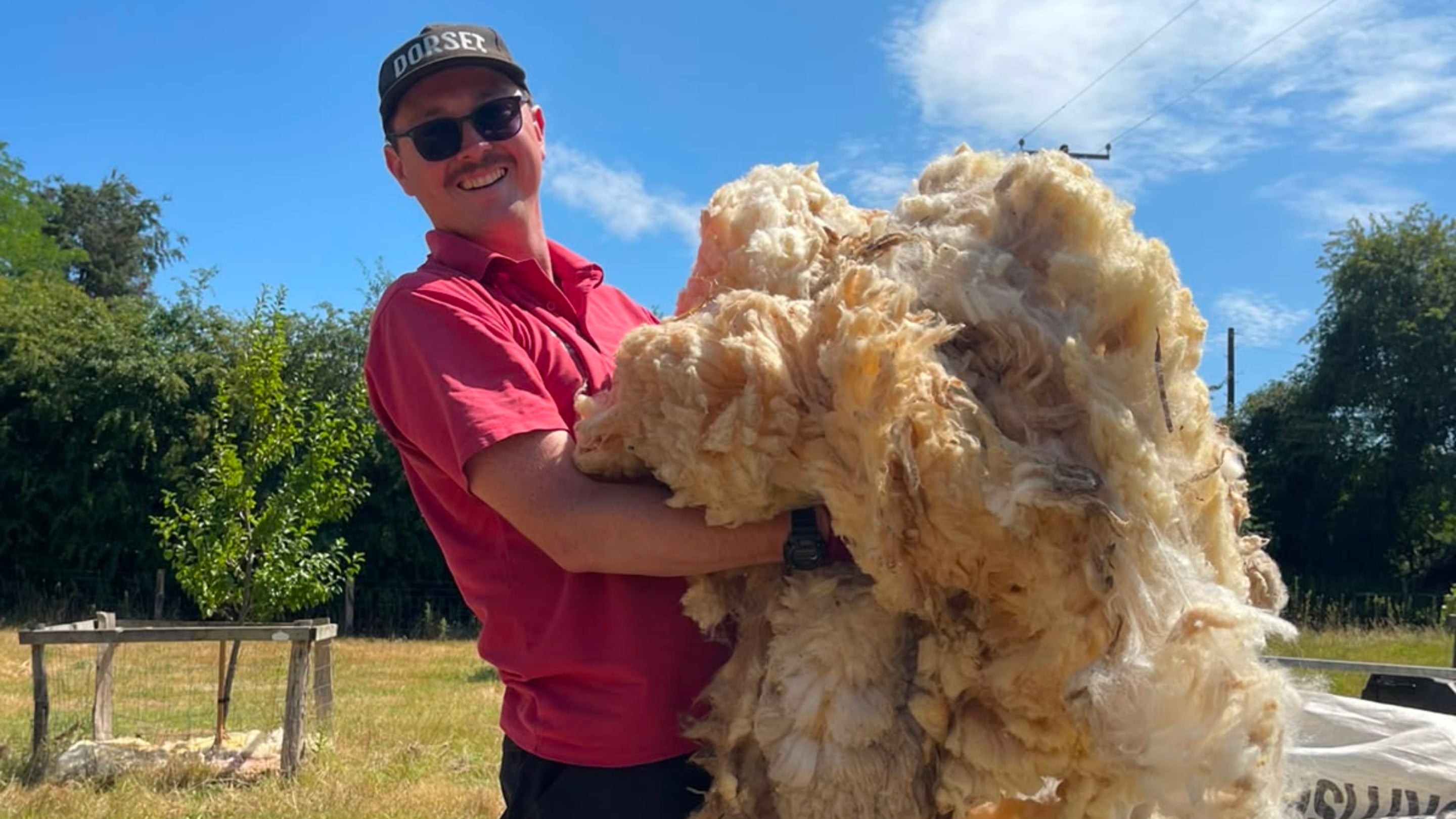 A ranger holding a large bundle of sheep fleece
