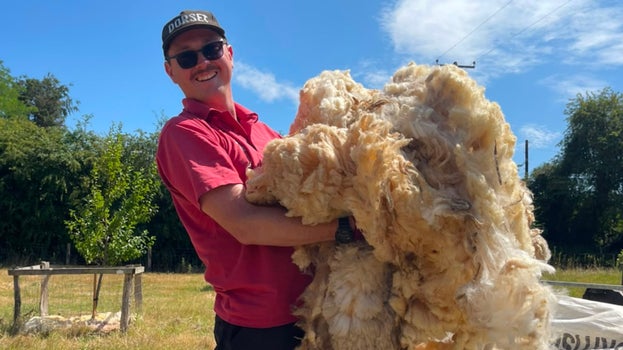 A ranger holding a large bundle of sheep fleece