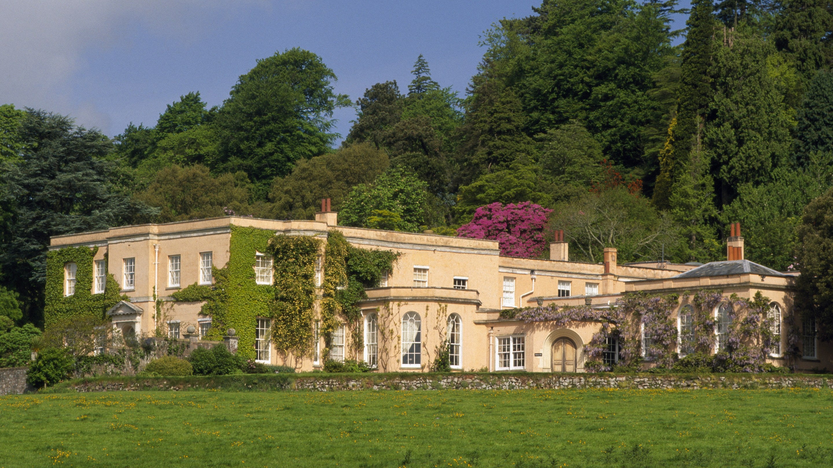 A view of the Killerton house with blooming wisteria and rhododendron, Devon