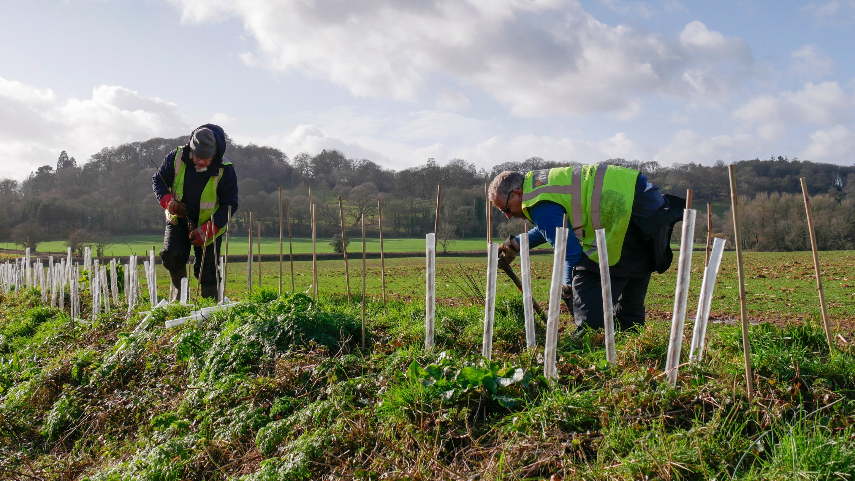 Two rangers work to plant and protect hedge restoration at Killerton, Devon