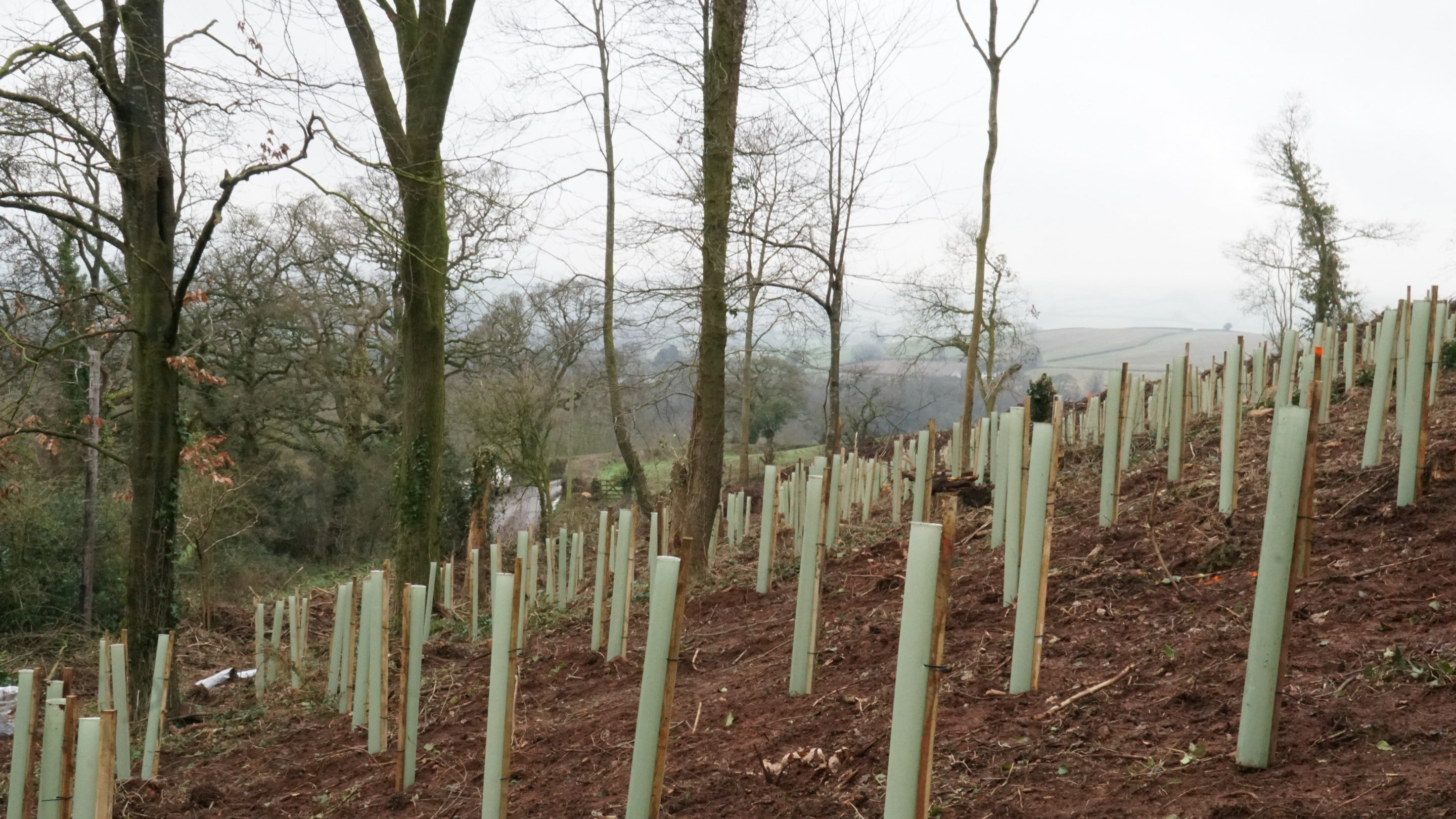Rows and rows of newly planted trees as part of a restoration project in the grounds at Killerton, Devon