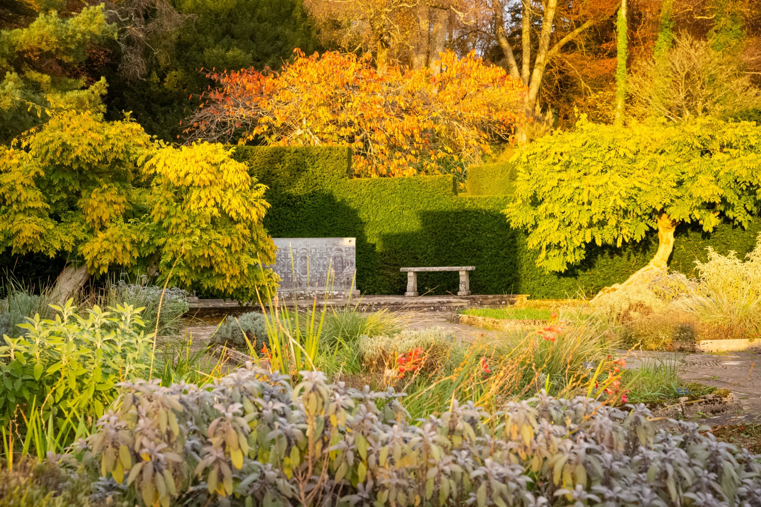 Autumn trees, flowers and plants in autumns golden light