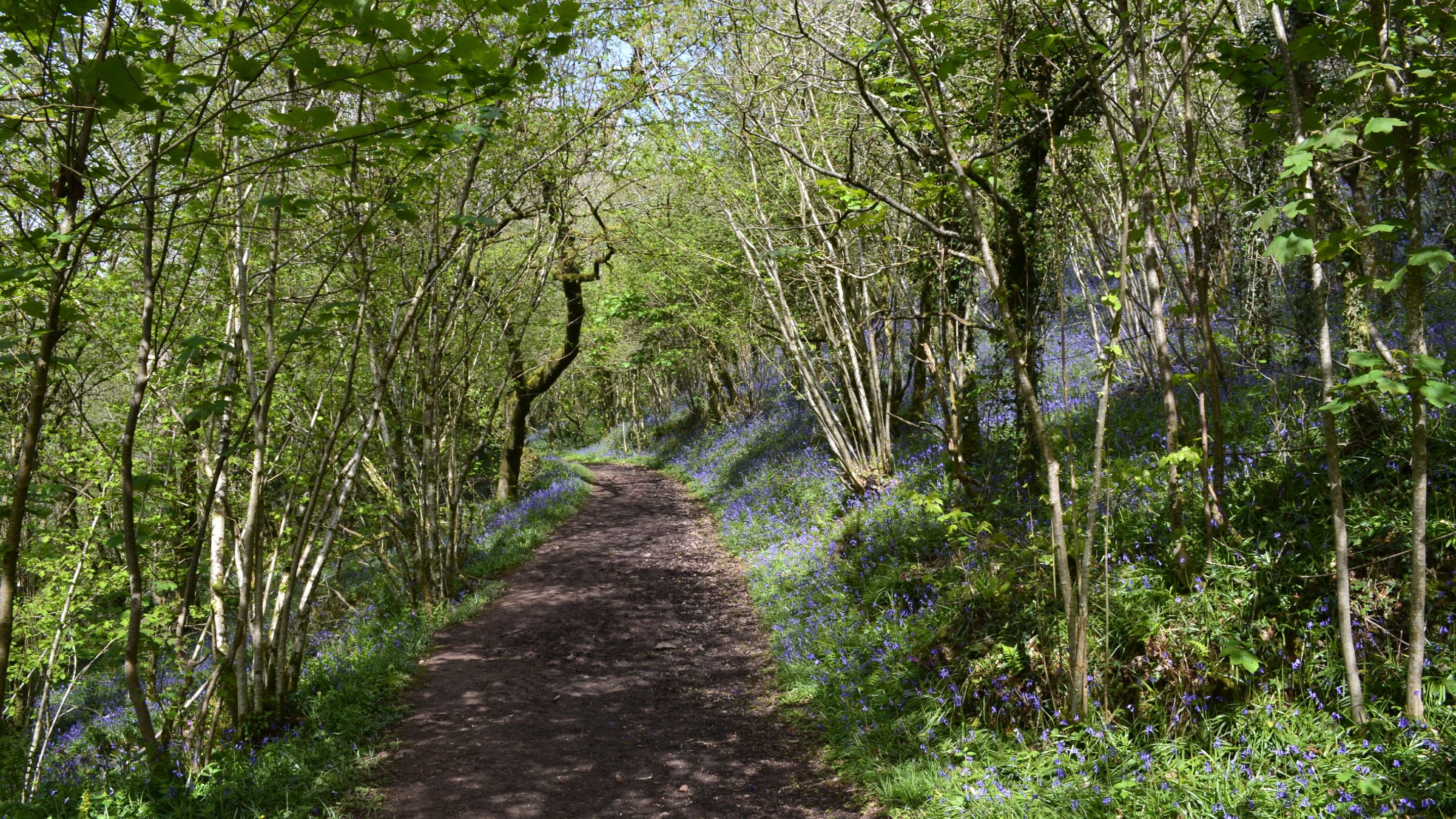 Path through the bluebells at Buzzards Woodland, Devon