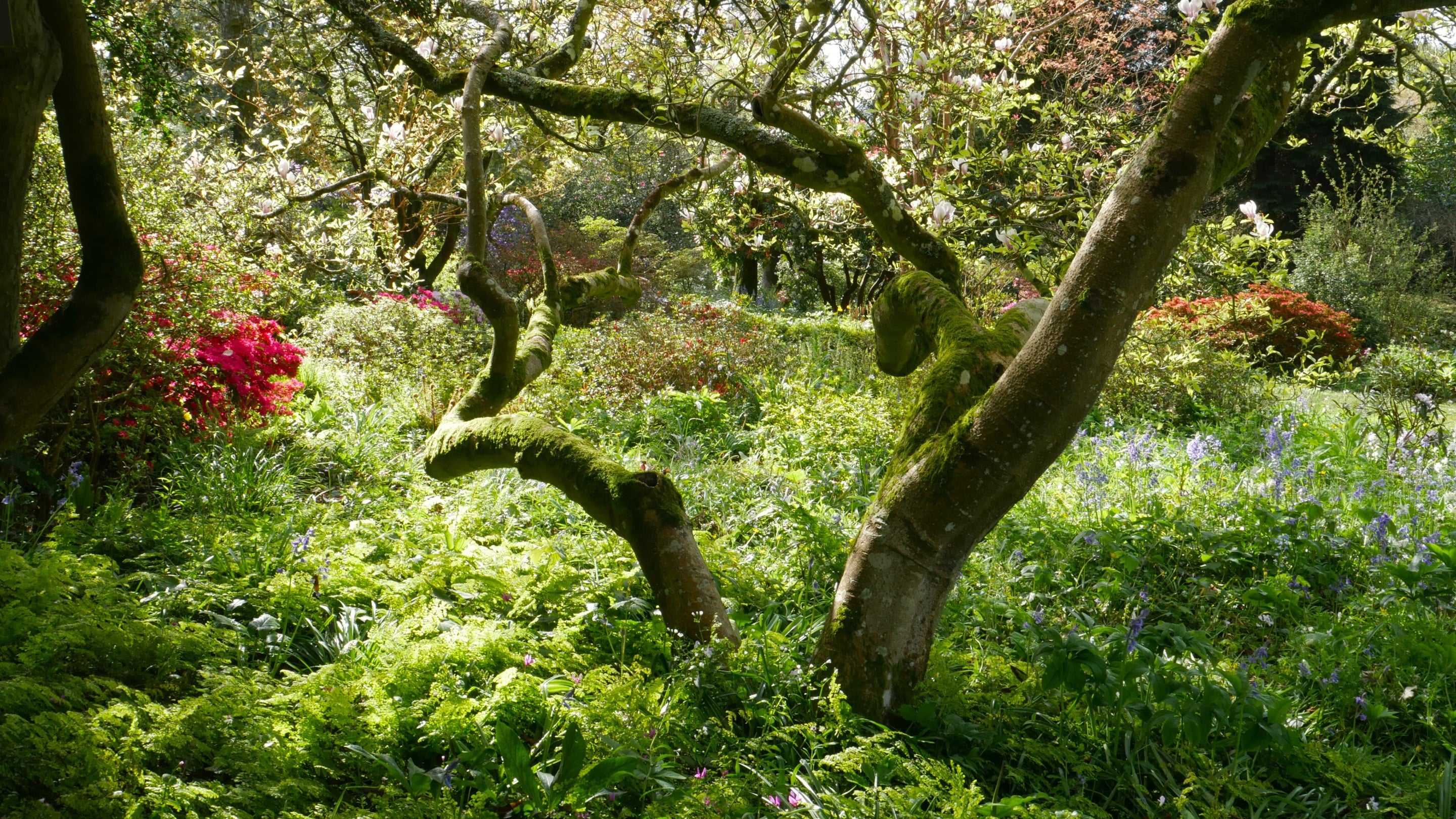 Spring colours in the Garden in the Wood at Knightshayes