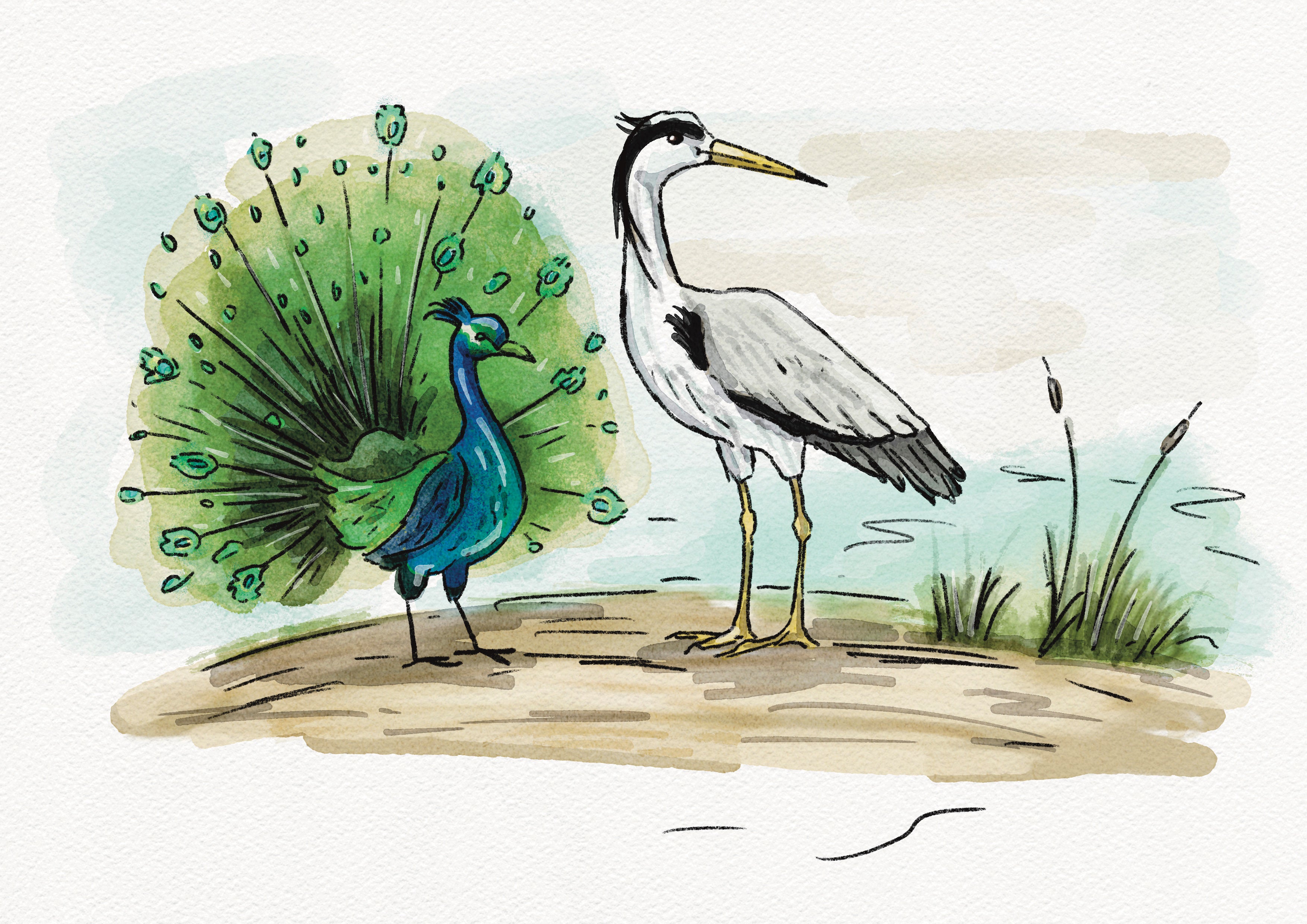 The Peacock and The Crane