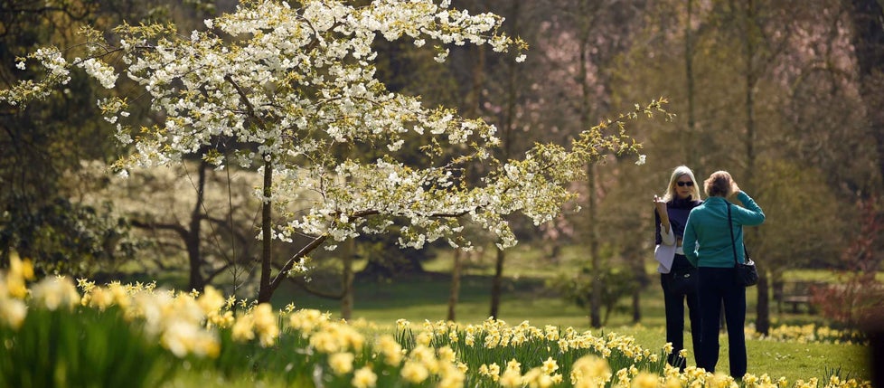 Visitors walking through the garden of daffodils during spring at Knightshayes, Devon