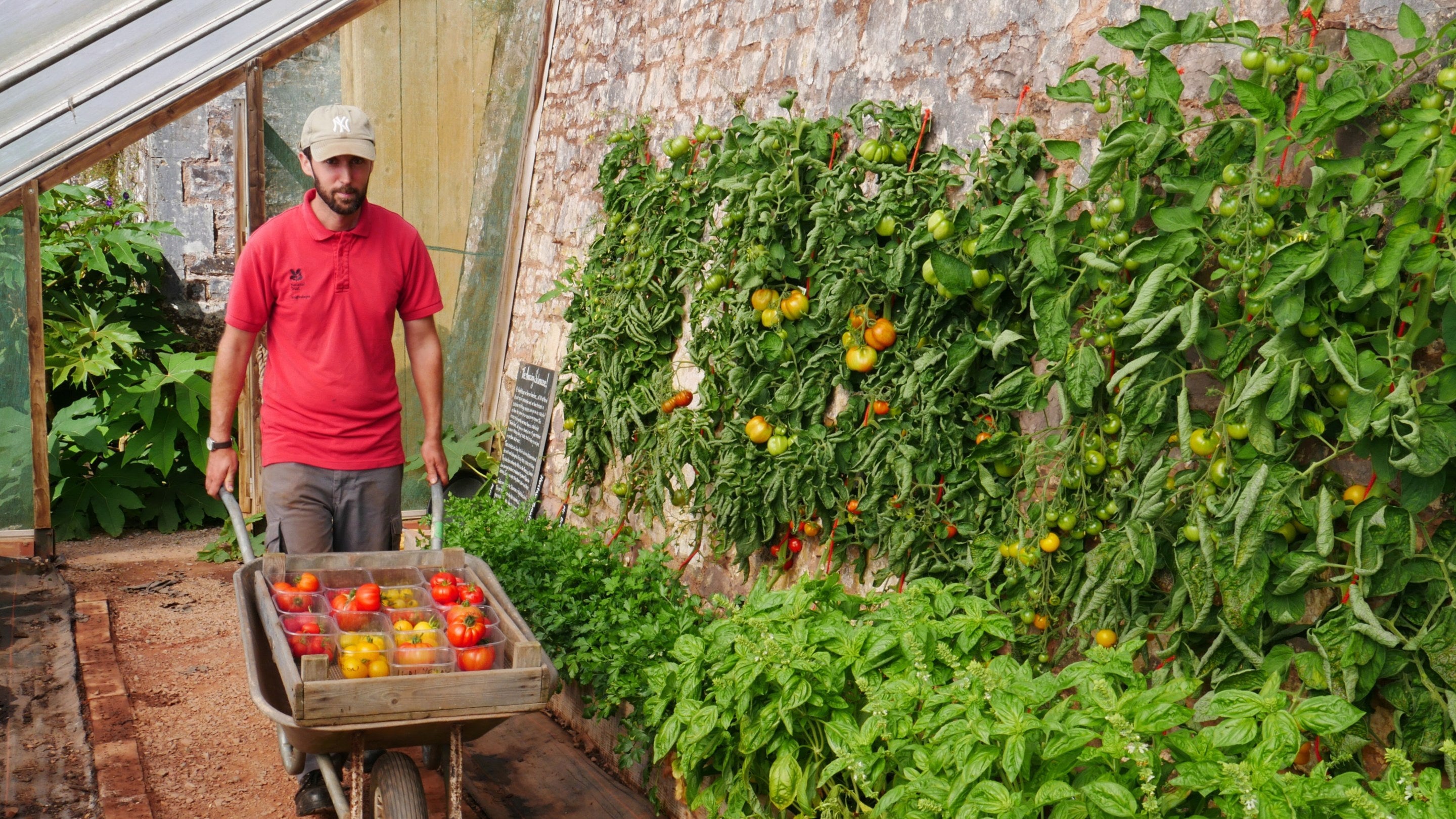 A gardener pushes a wheelbarrow of heritage tomatoes along a path next to a wall of the kitchen garden at Knightshayes, Devon