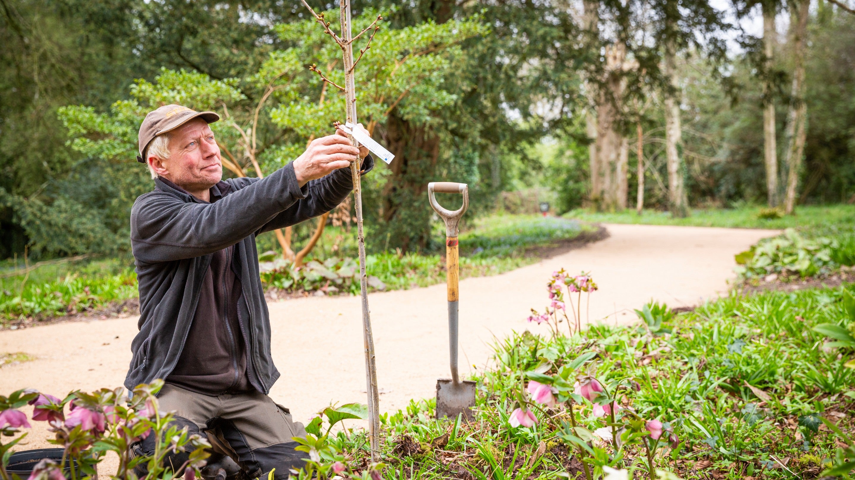 Volunteer gardener at Knightshayes, Devon