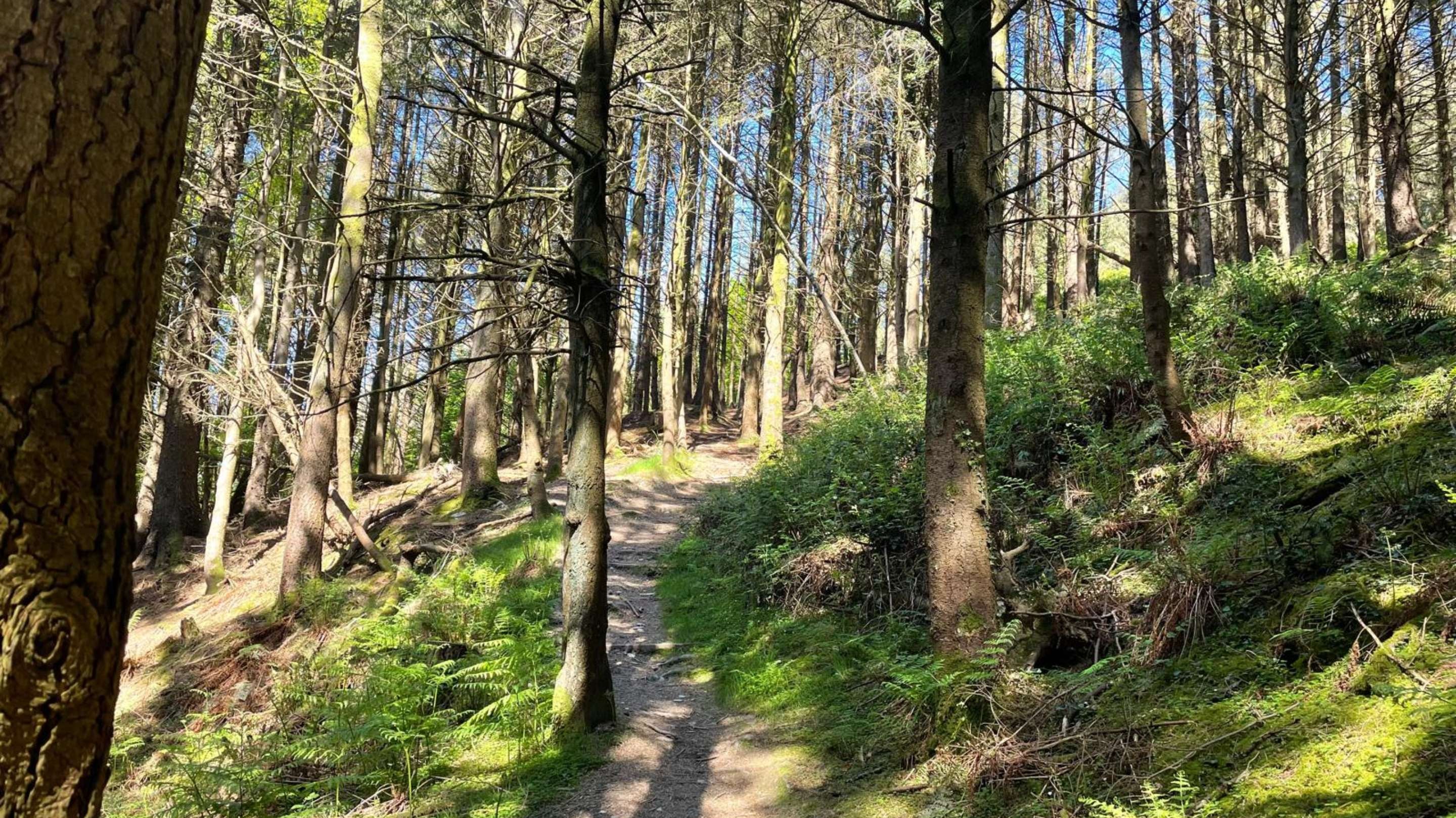 A path going uphill through woodland