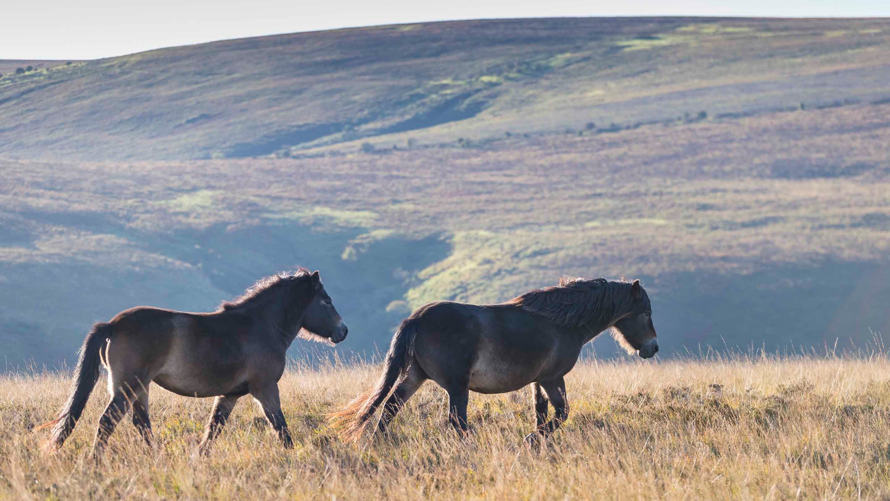 Exmoor ponies roaming on the moorland of Holnicote Estate, Somerset