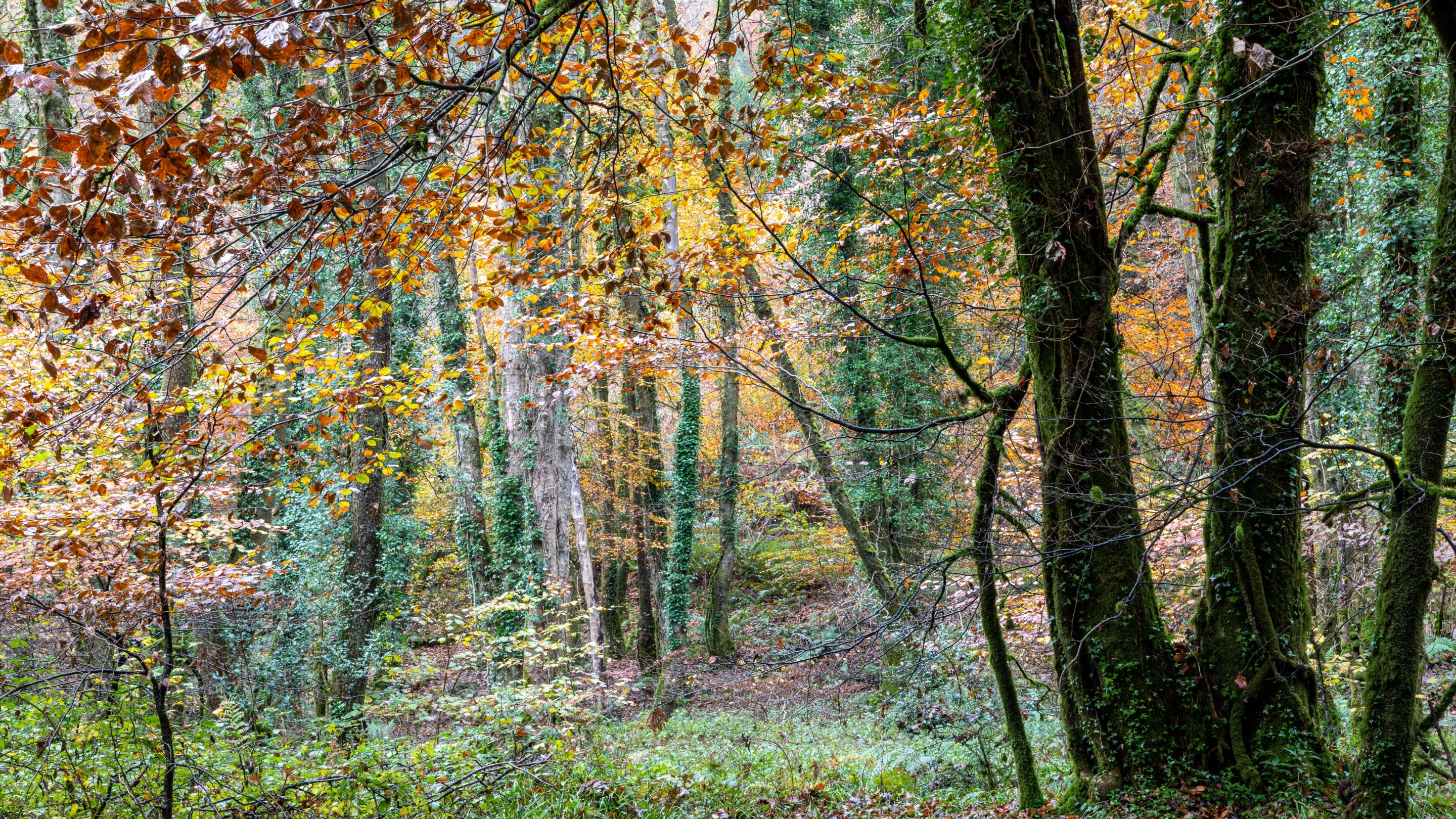 Colourful autumn leaves fill the woodland with dark tree trunks interspersed.