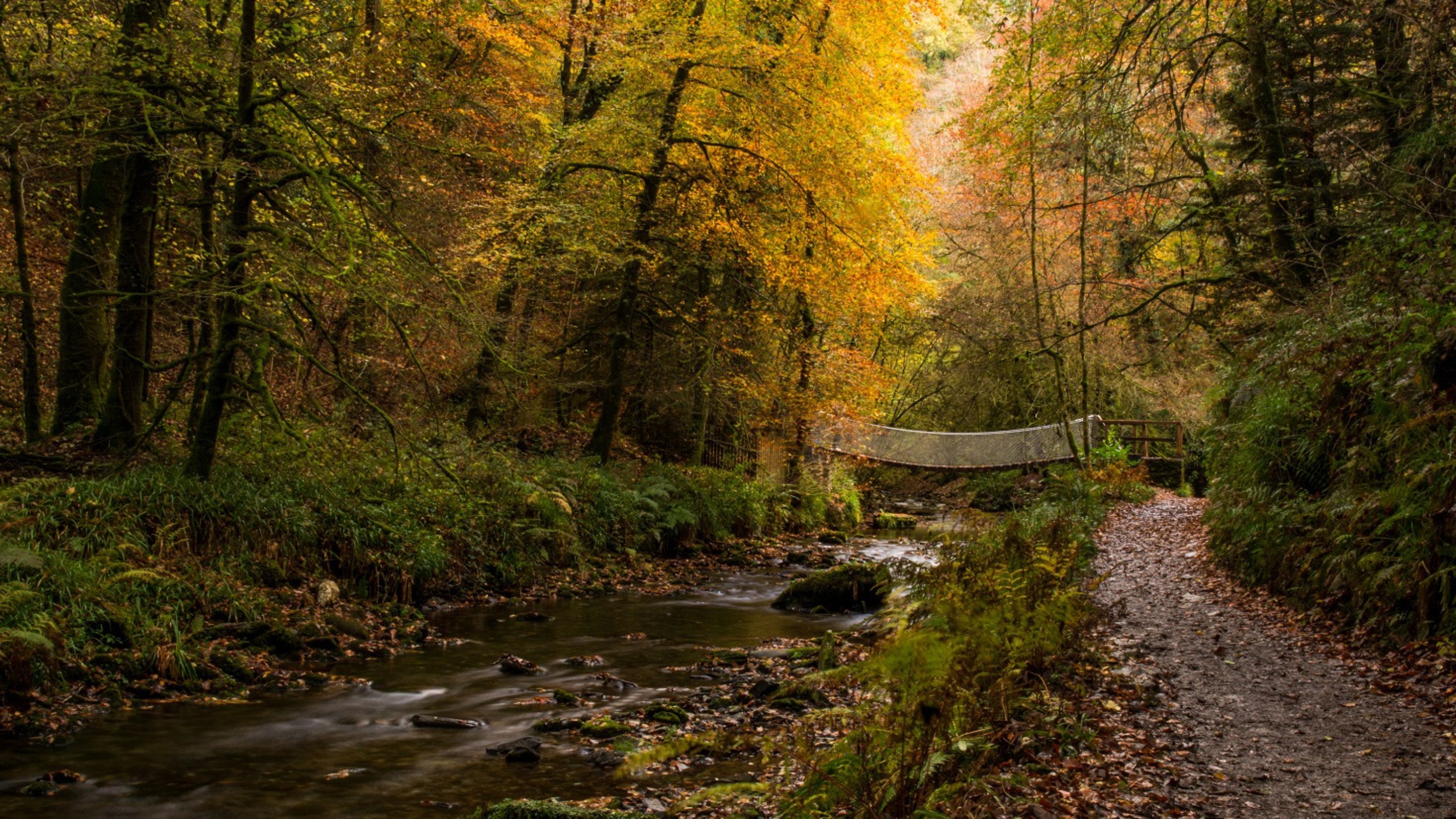 Lydford Gorge in autumn with suspension bridge over the river, Devon