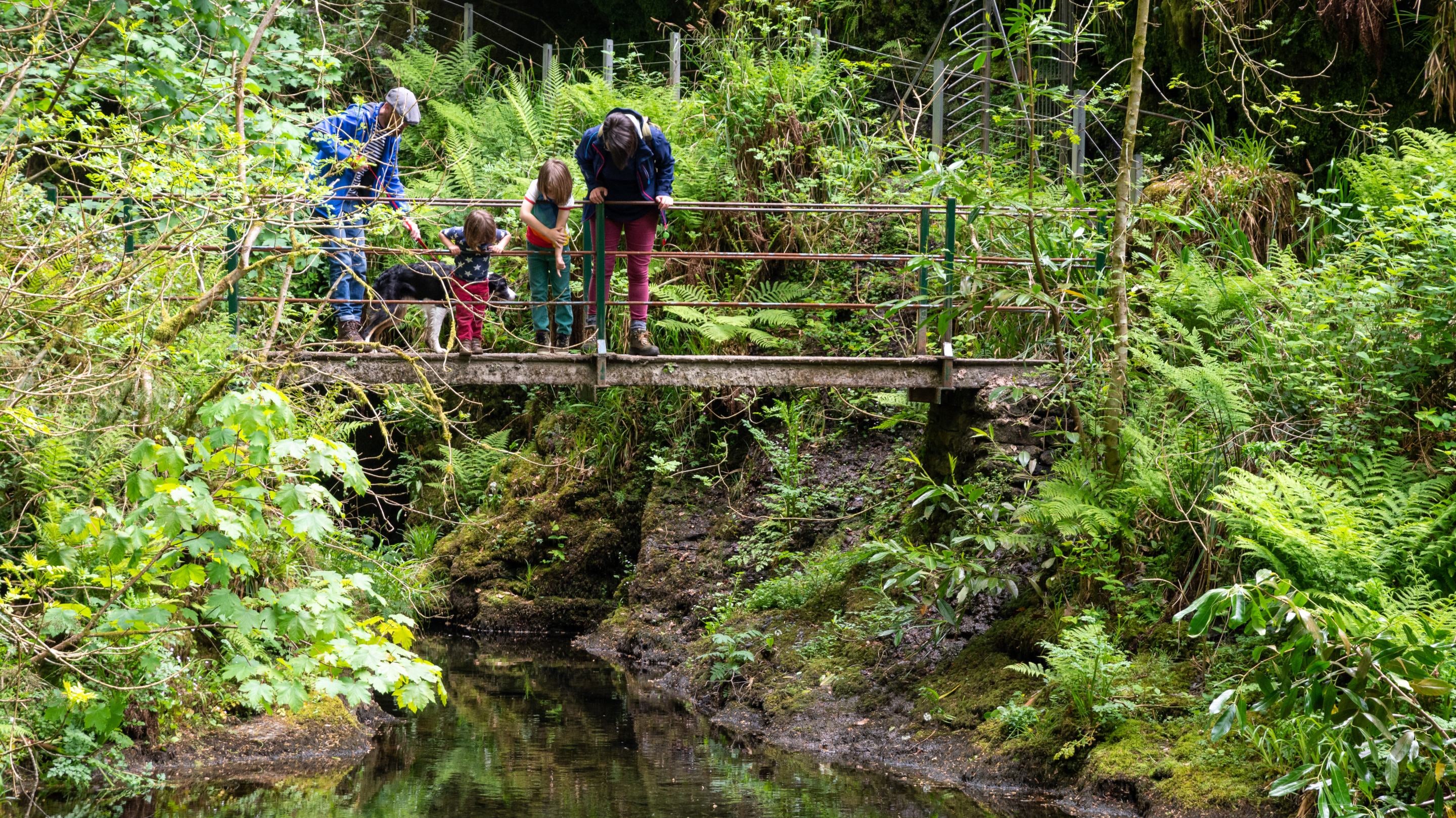 Family standing on bridge looking for fish in the river at Lydford Gorge, Devon