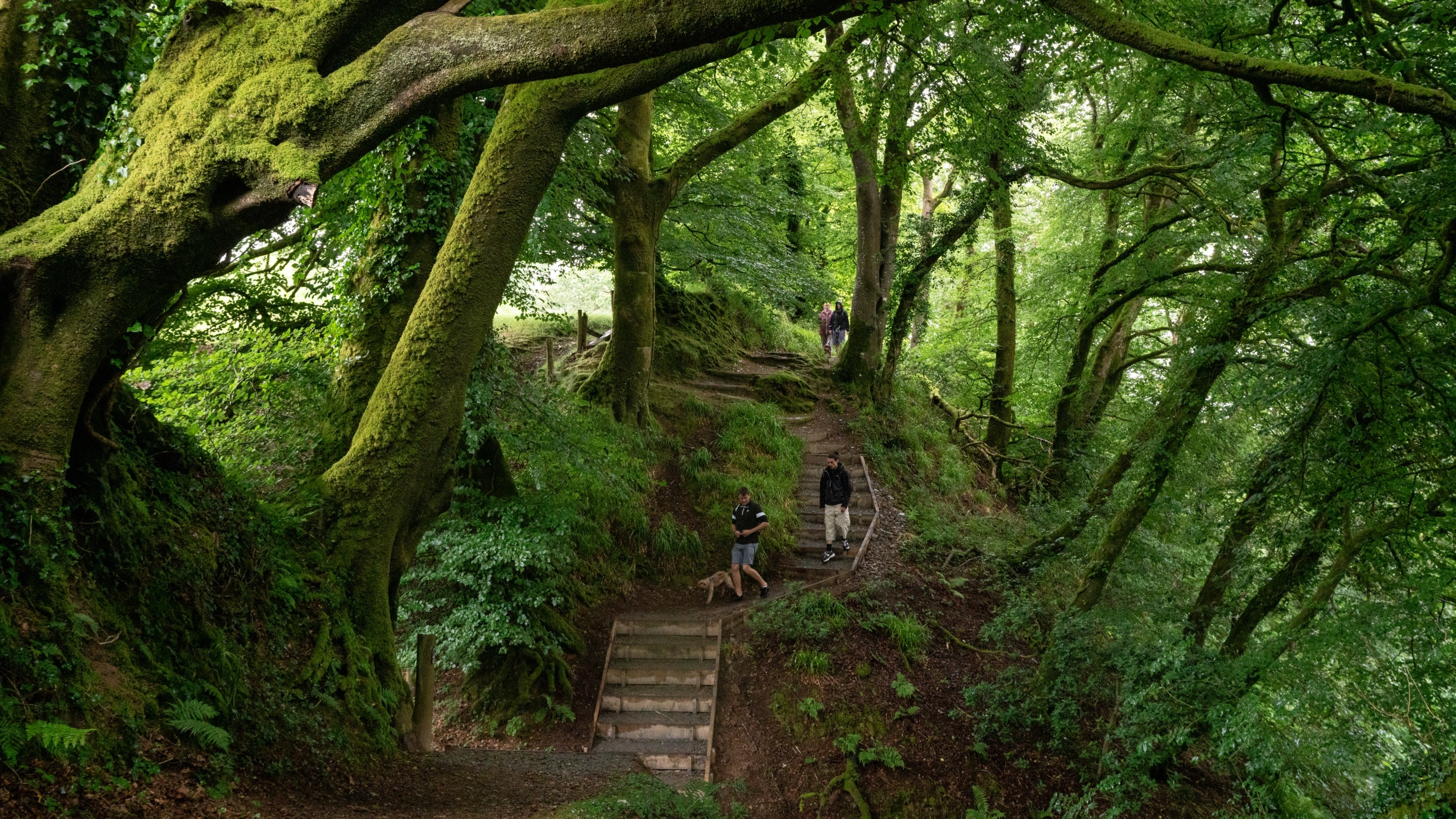 Visitors walking through a lush green woodland, the trees disappear down a steep slope to the right and the winding path has steep steps.