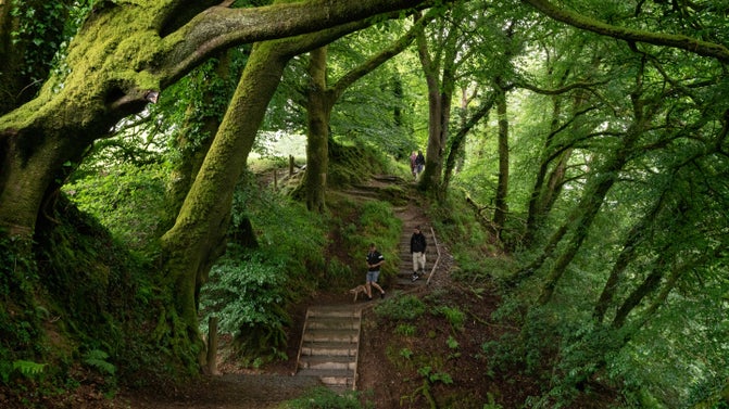 Visitors walking through a lush green woodland, the trees disappear down a steep slope to the right and the winding path has steep steps.