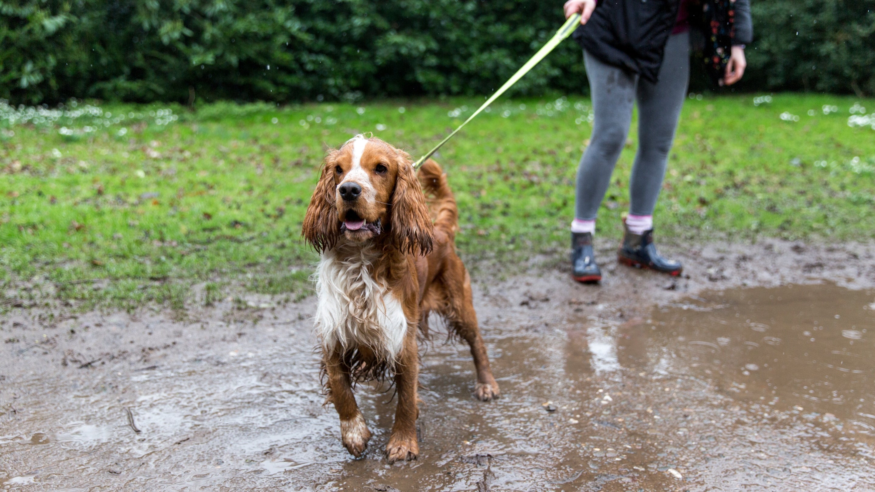 Dog on lead on a muddy winter walk