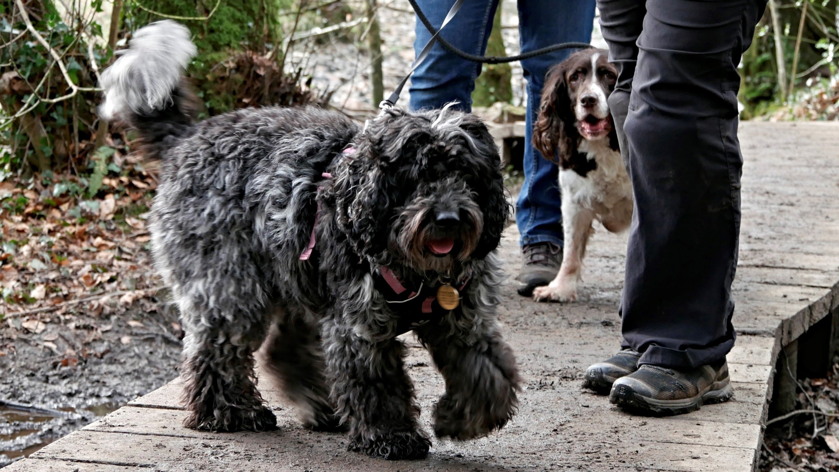 Dog walking by the river at Parke