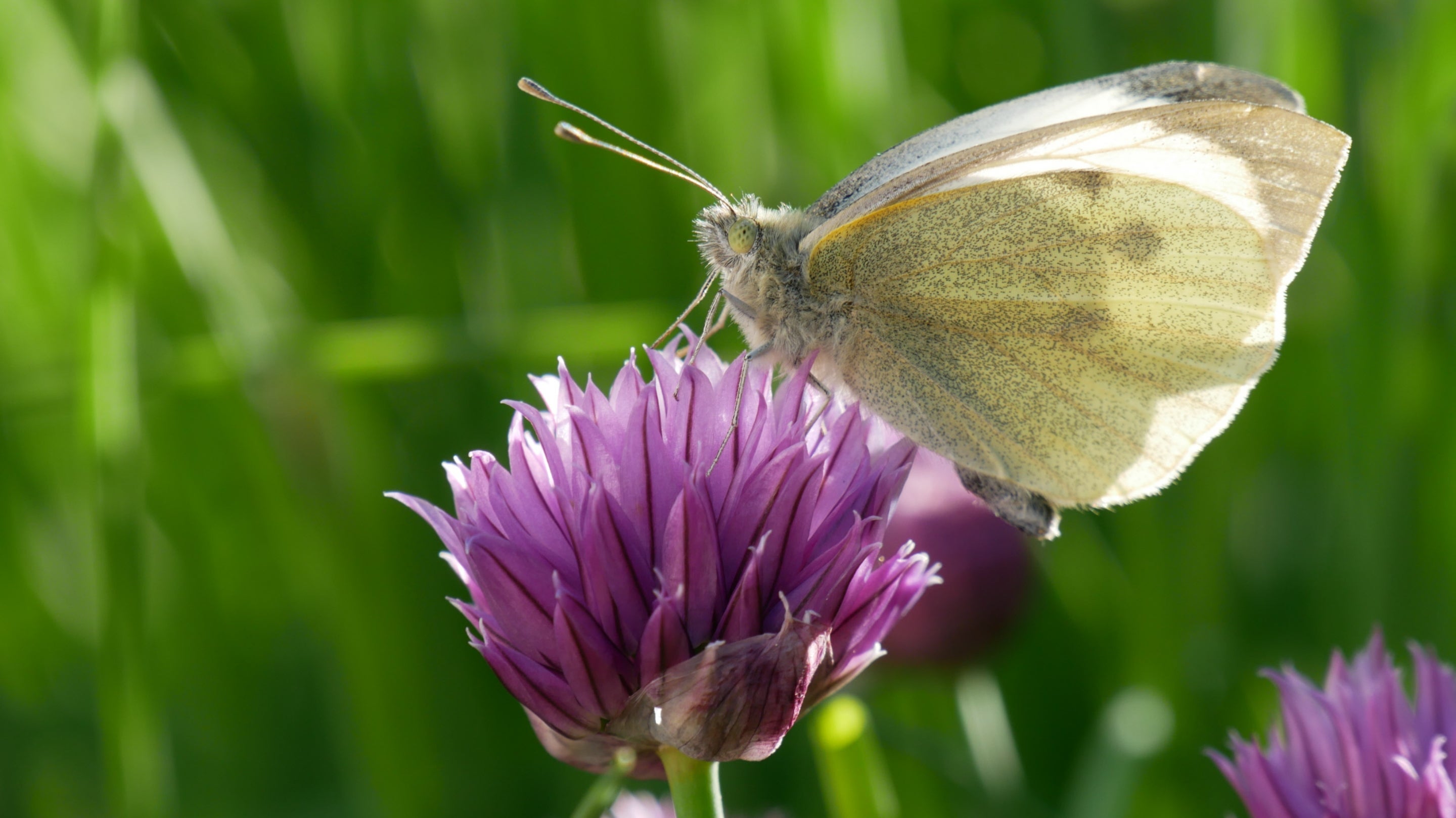 Small white butterfly on purple chive flower at Parke