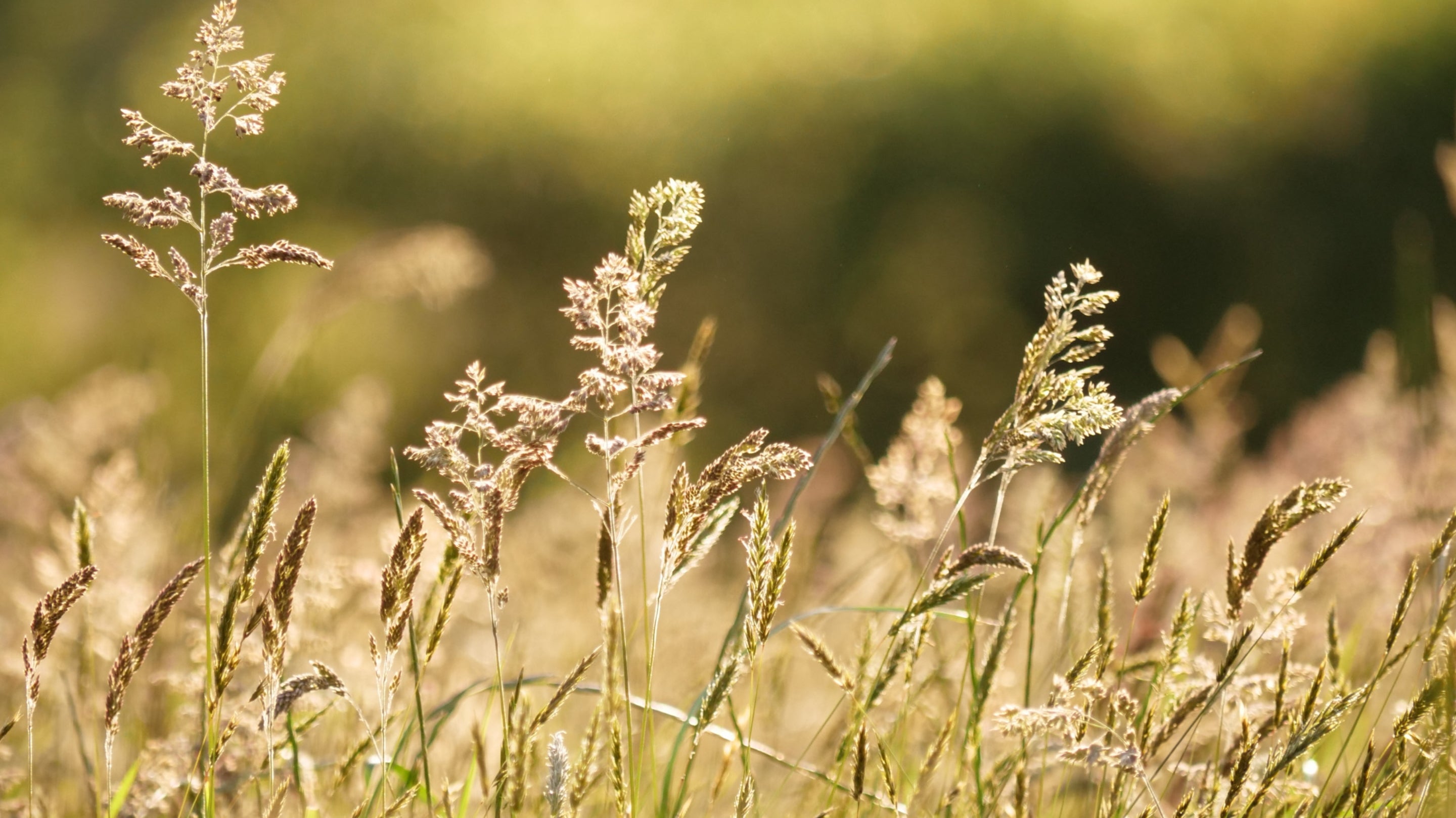 A ground level view of grasses in the evening sun at Parke