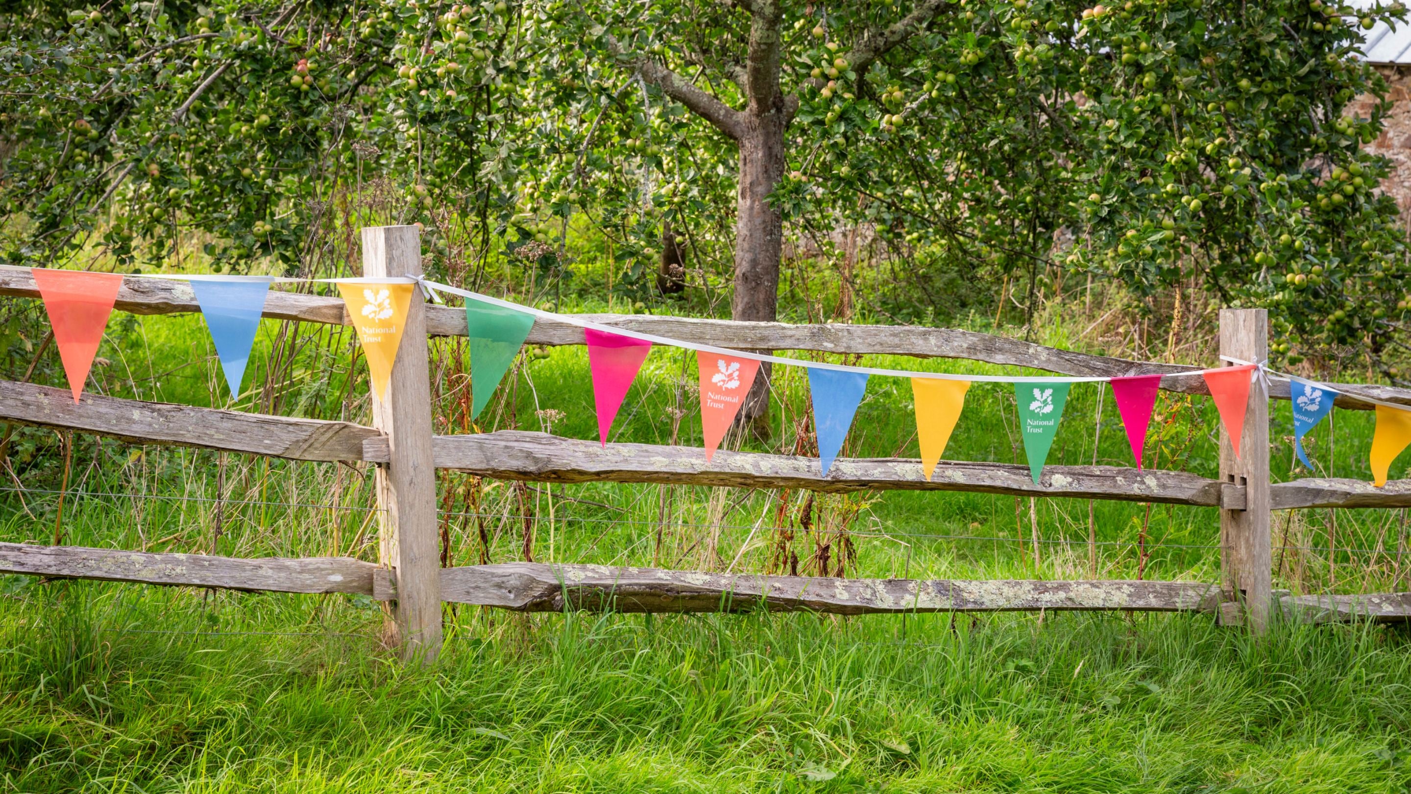 Bunting along the orchard at Parke