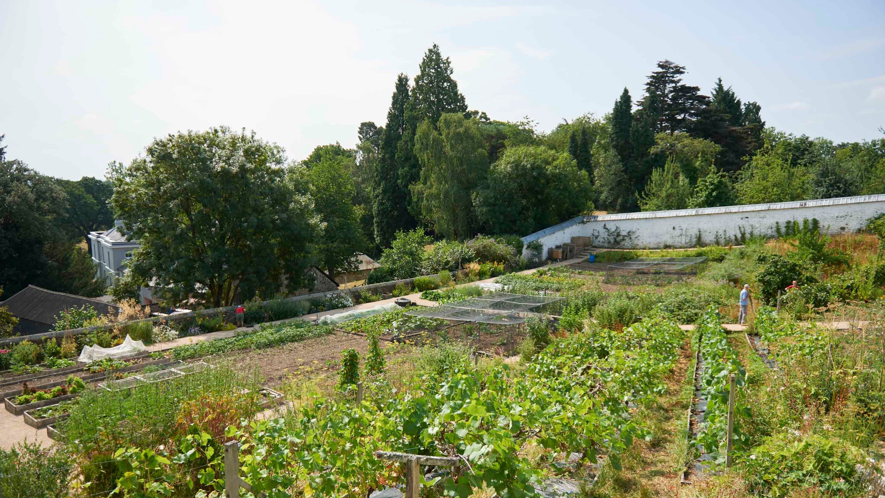 The Walled Garden at Parke, Devon on a summer's day