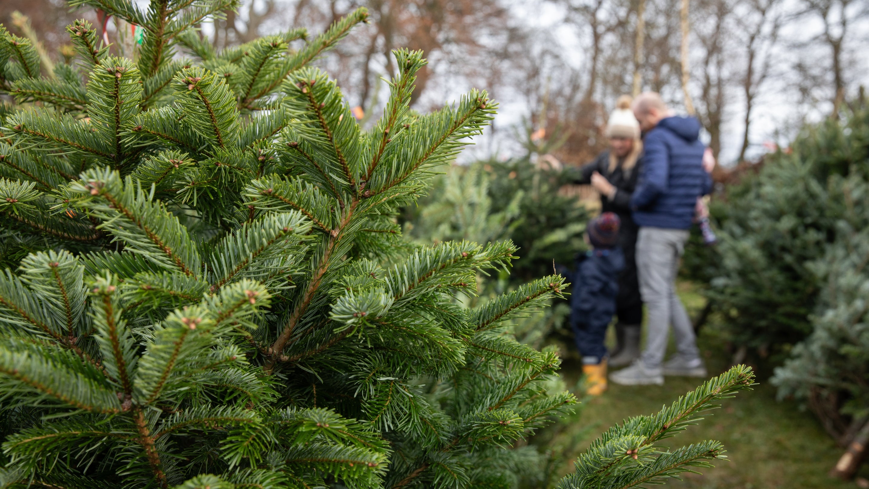 Family choosing a Christmas tree to buy.