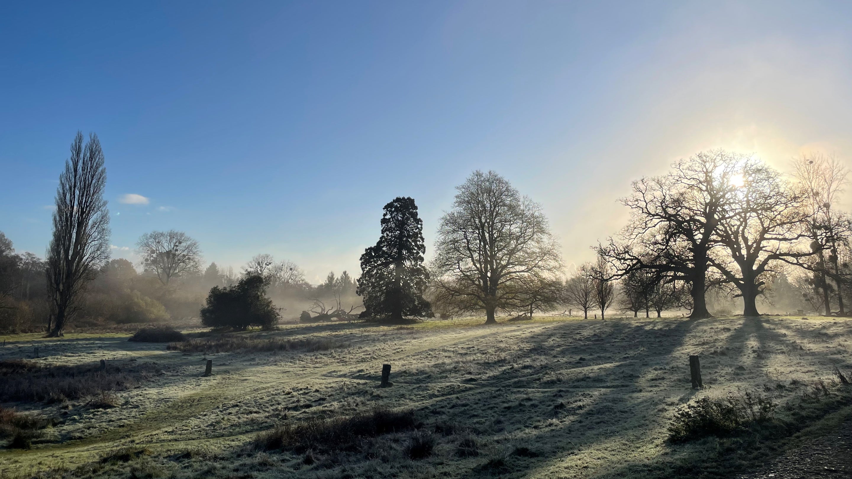 Winter trees silhouetted by the sun with frosty grass in front