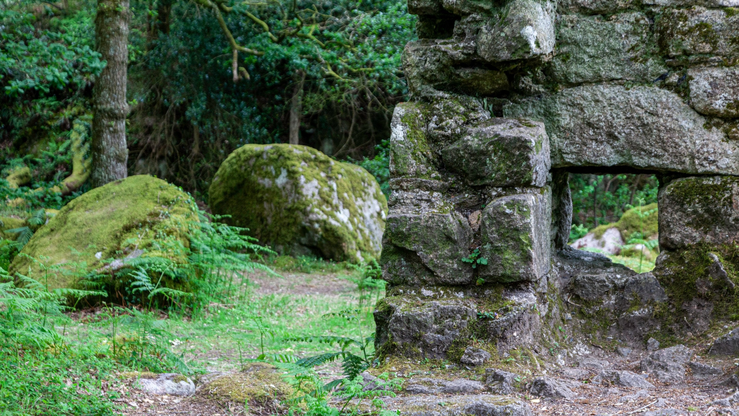Remains of a granite building in the woods, with trees and ferns