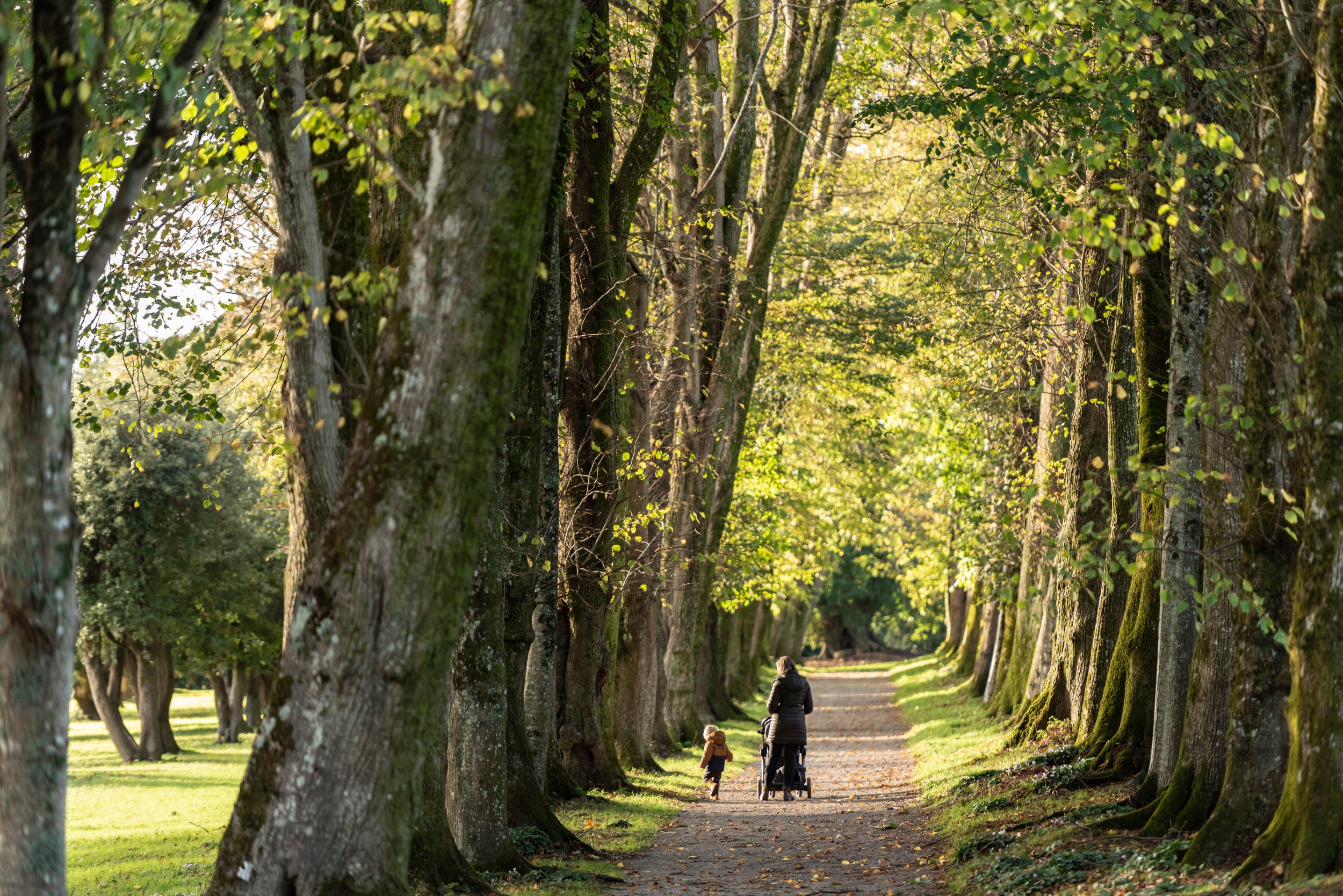 Family walking through lime avenue at Saltram in Devon