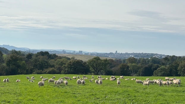 A flock of sheep grazing at Saltram with the city of Plymouth in the background