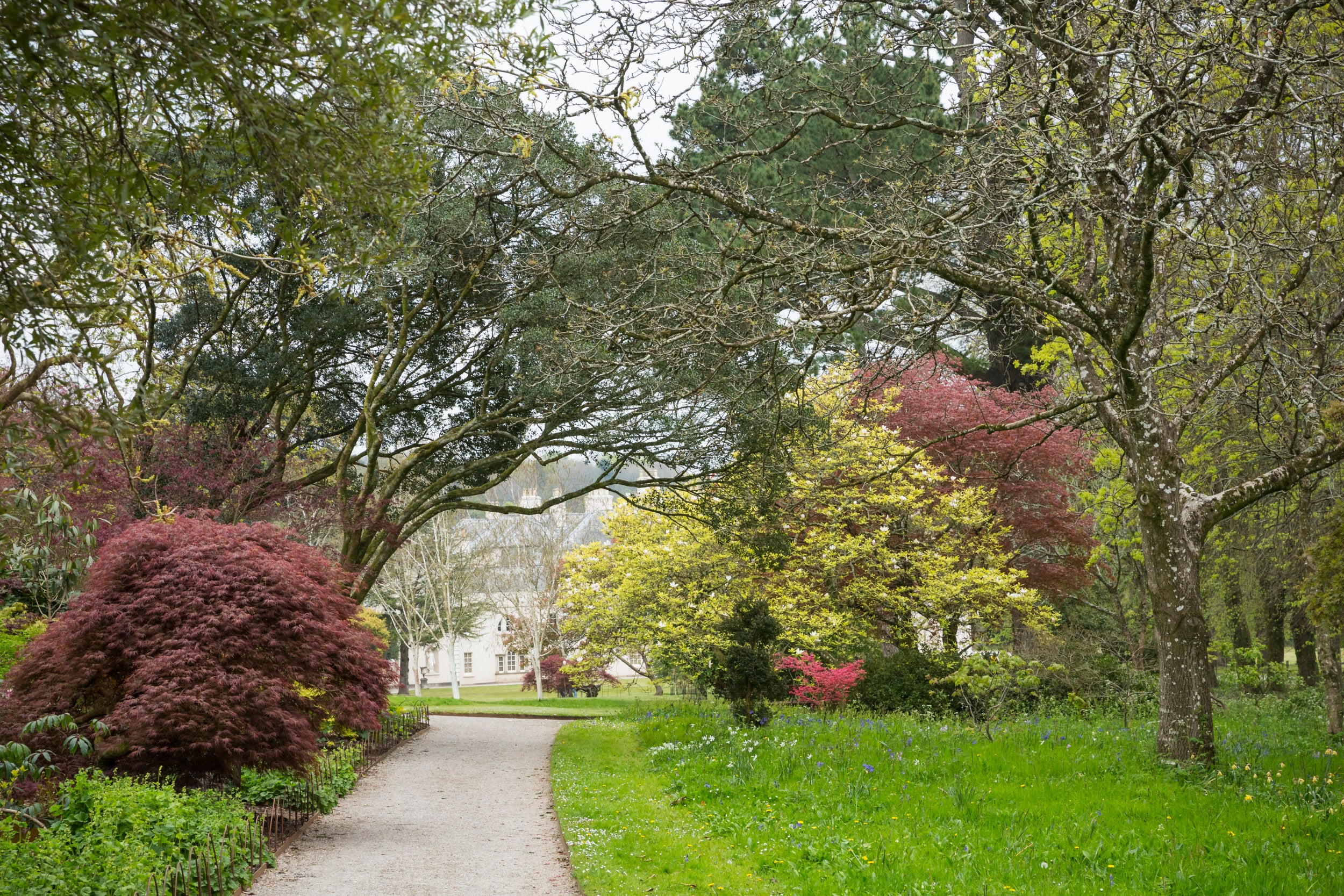 Saltram autumn colour at middle glade