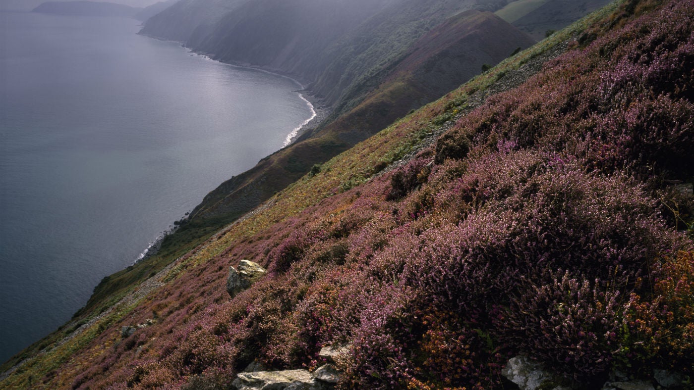 Purple heather on a steep hillside above the coastline